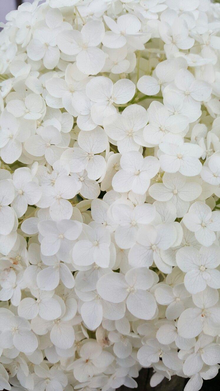 White Hydrangea Wallpapers - Top Free White Hydrangea Backgrounds