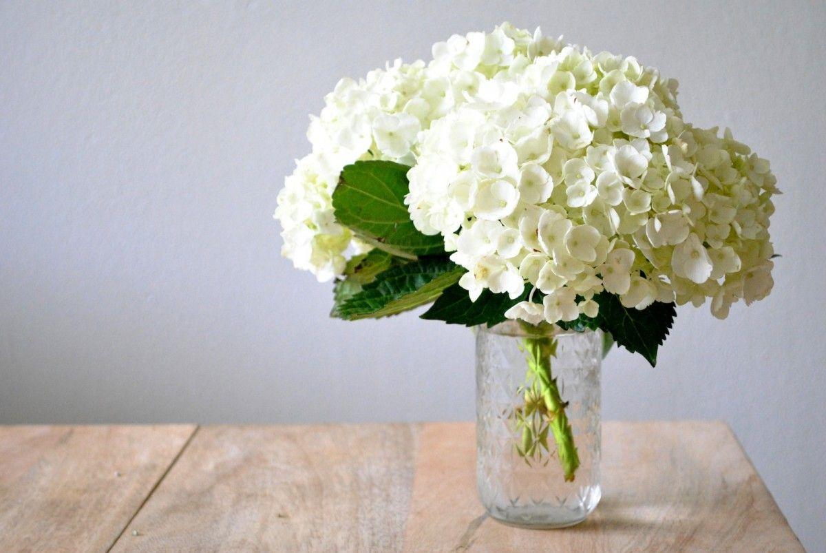 White Hydrangea Wallpapers - Top Free White Hydrangea Backgrounds