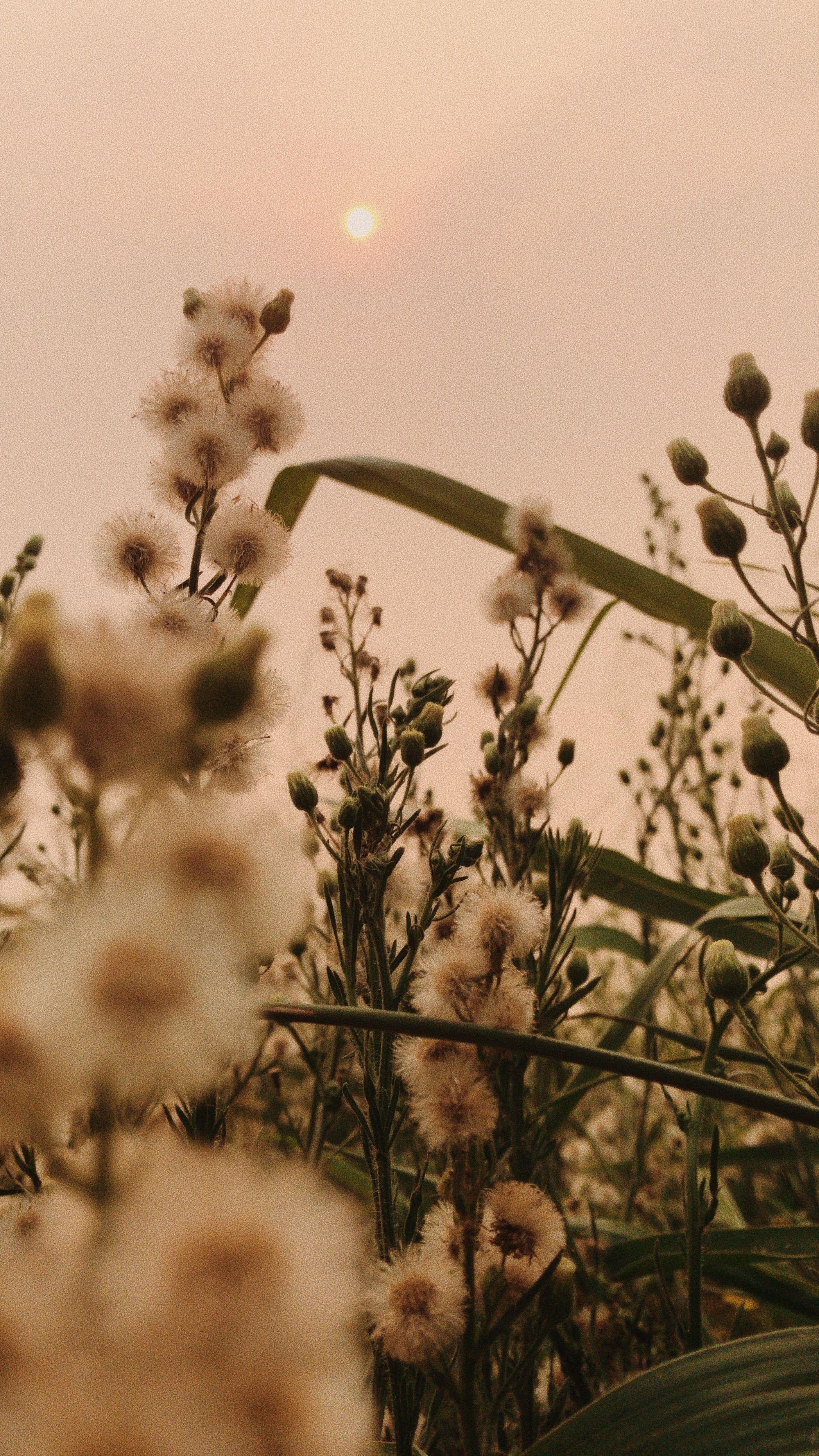 2095x3724 Fiori. Aesthetic picture, Flower aesthetic, Aesthetic wallpaper