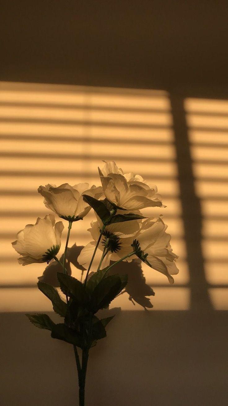 736x1309 ästhetische Tapeten / lildols. Plant wallpaper, Beautiful flowers wallpaper, Aesthetic wallpaper
