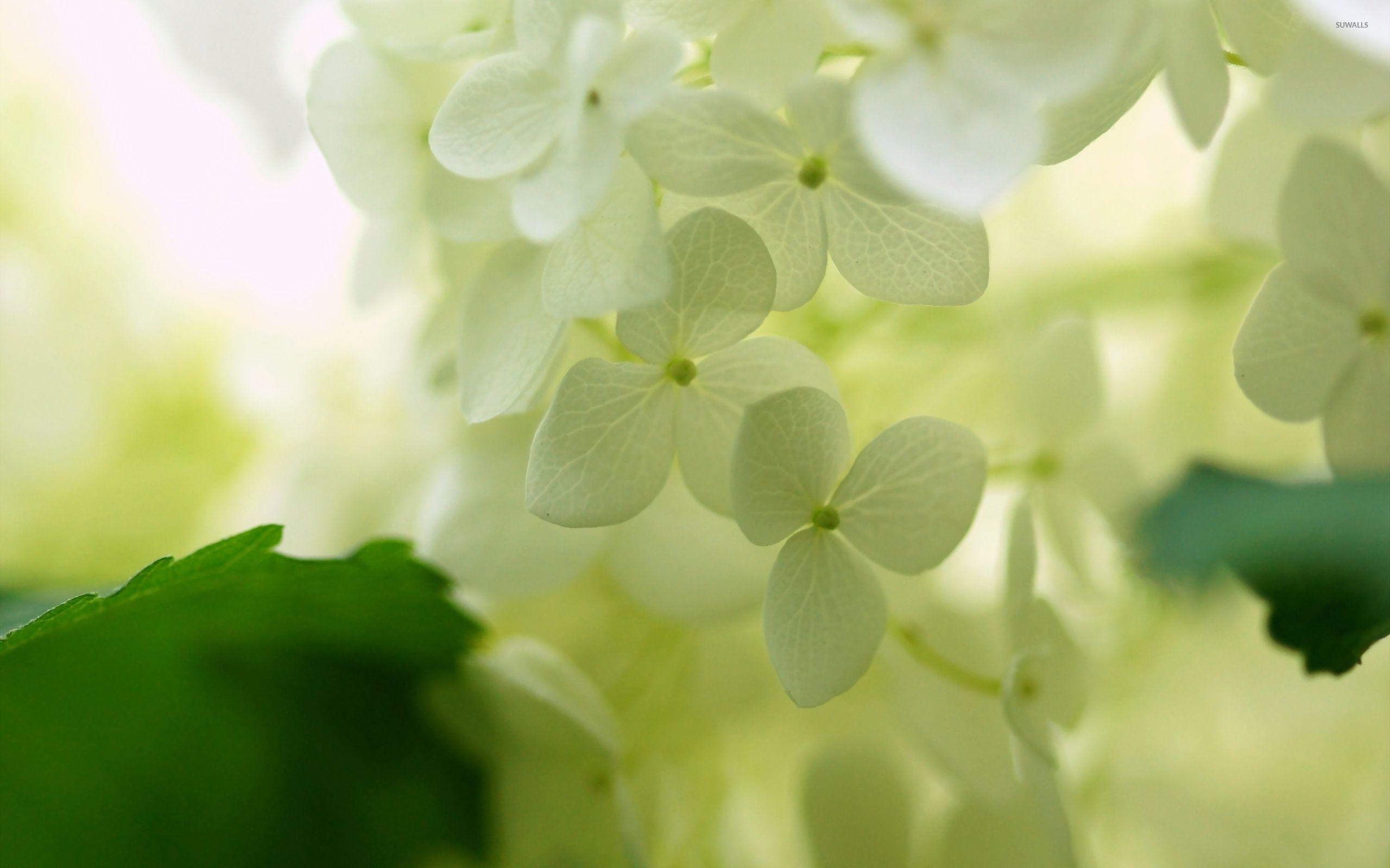 2560x1600 White hydrangea wallpaper wallpaper