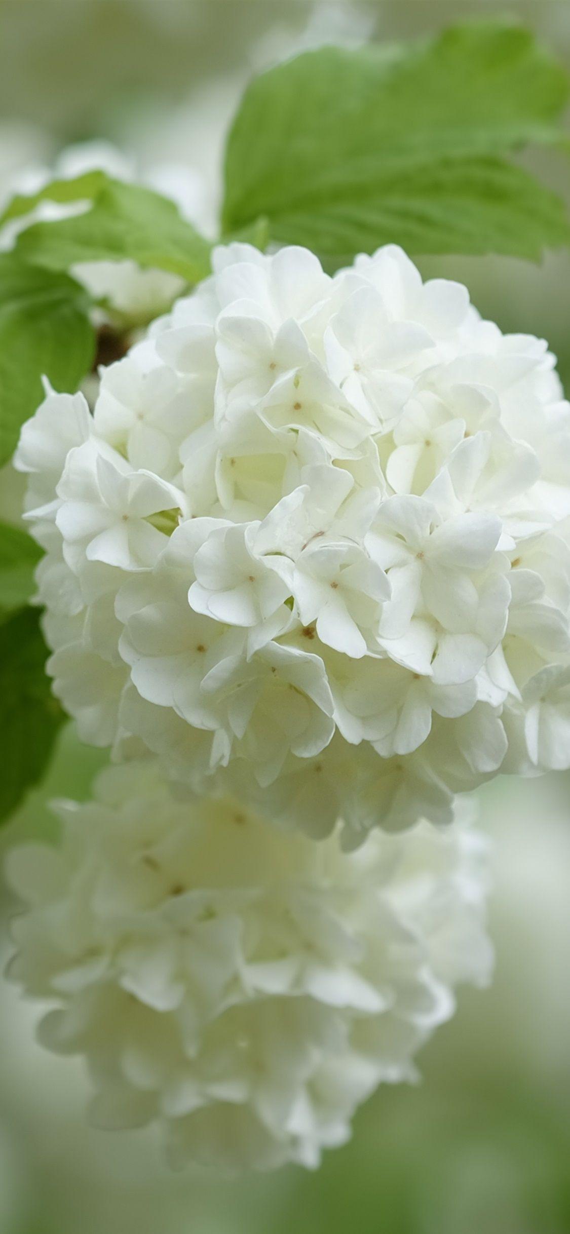 White Hydrangea Wallpapers - Top Free White Hydrangea Backgrounds