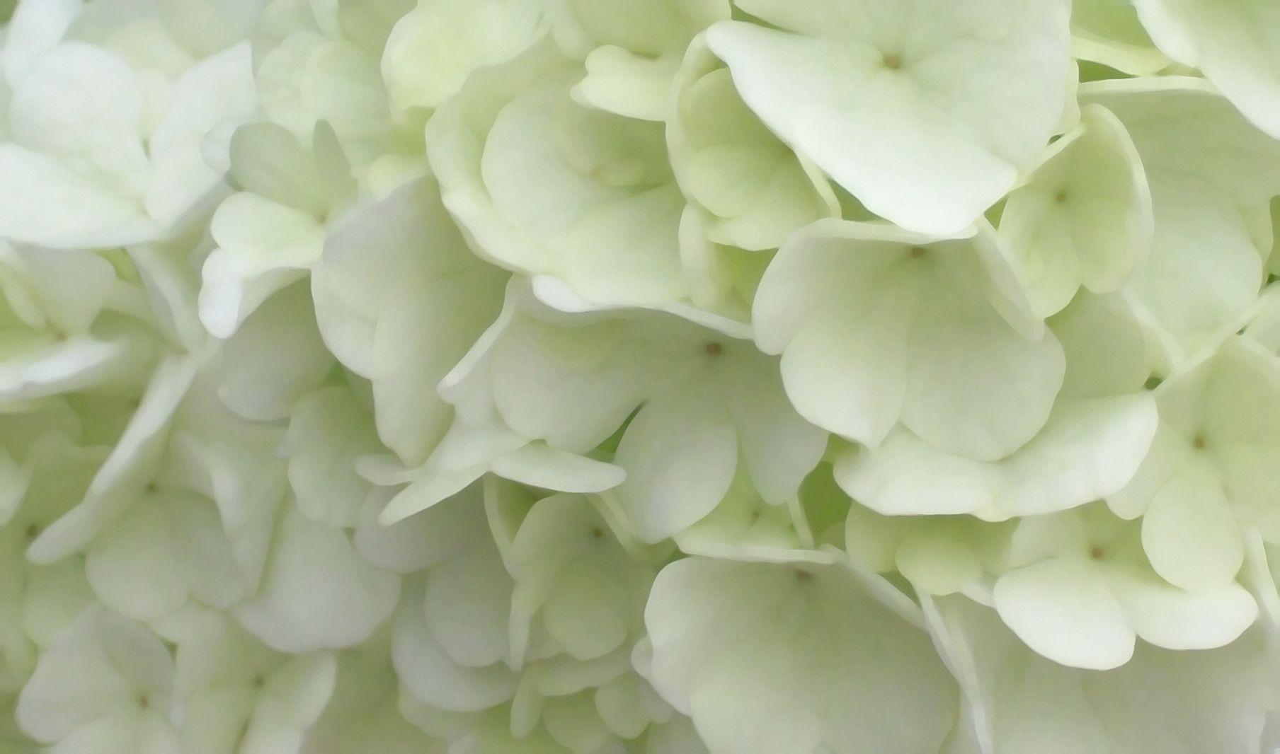 White Hydrangea Wallpapers - Top Free White Hydrangea Backgrounds