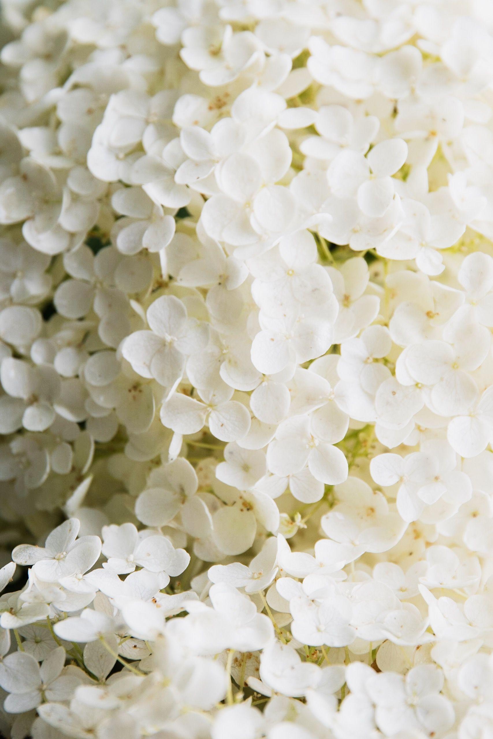 White Hydrangea Wallpapers - Top Free White Hydrangea Backgrounds