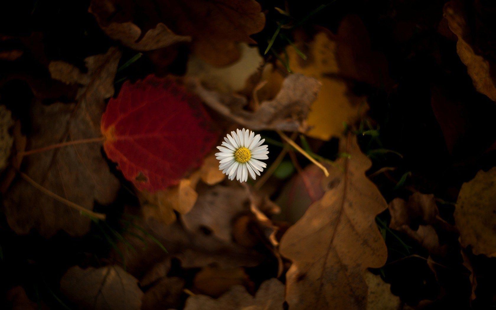1680x1050 flower chamomile leaves autumn Desktop Wallpaperk HD