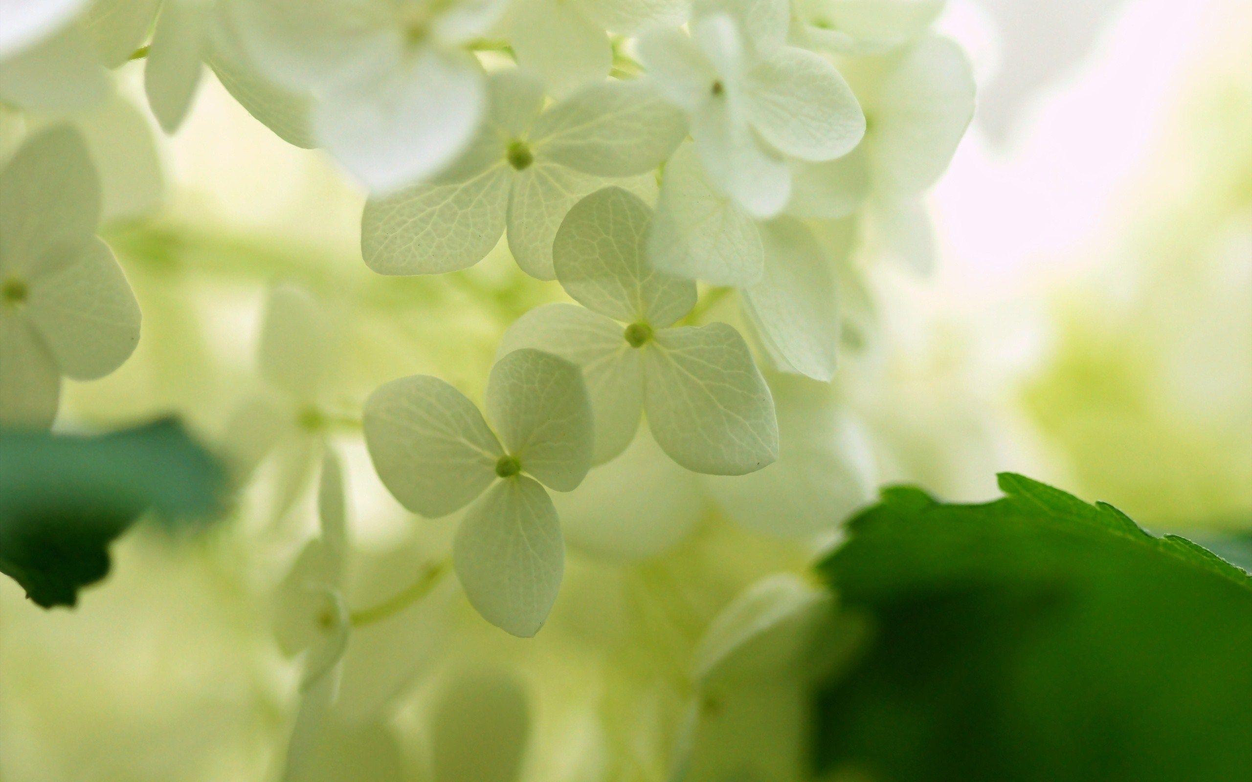 White Hydrangea Wallpapers - Top Free White Hydrangea Backgrounds ...