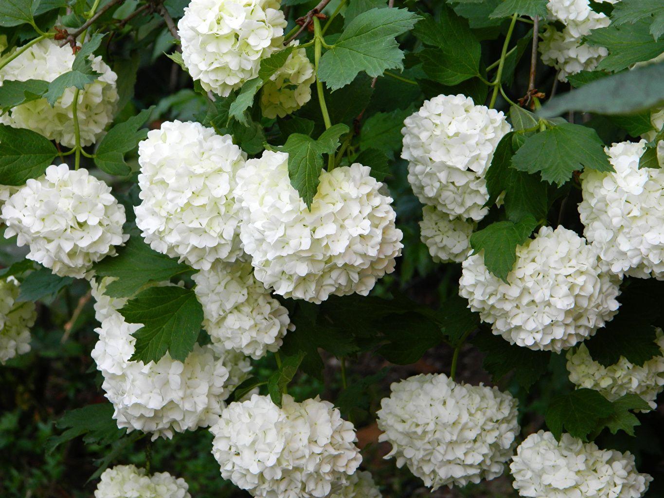 White Hydrangea Wallpapers - Top Free White Hydrangea Backgrounds