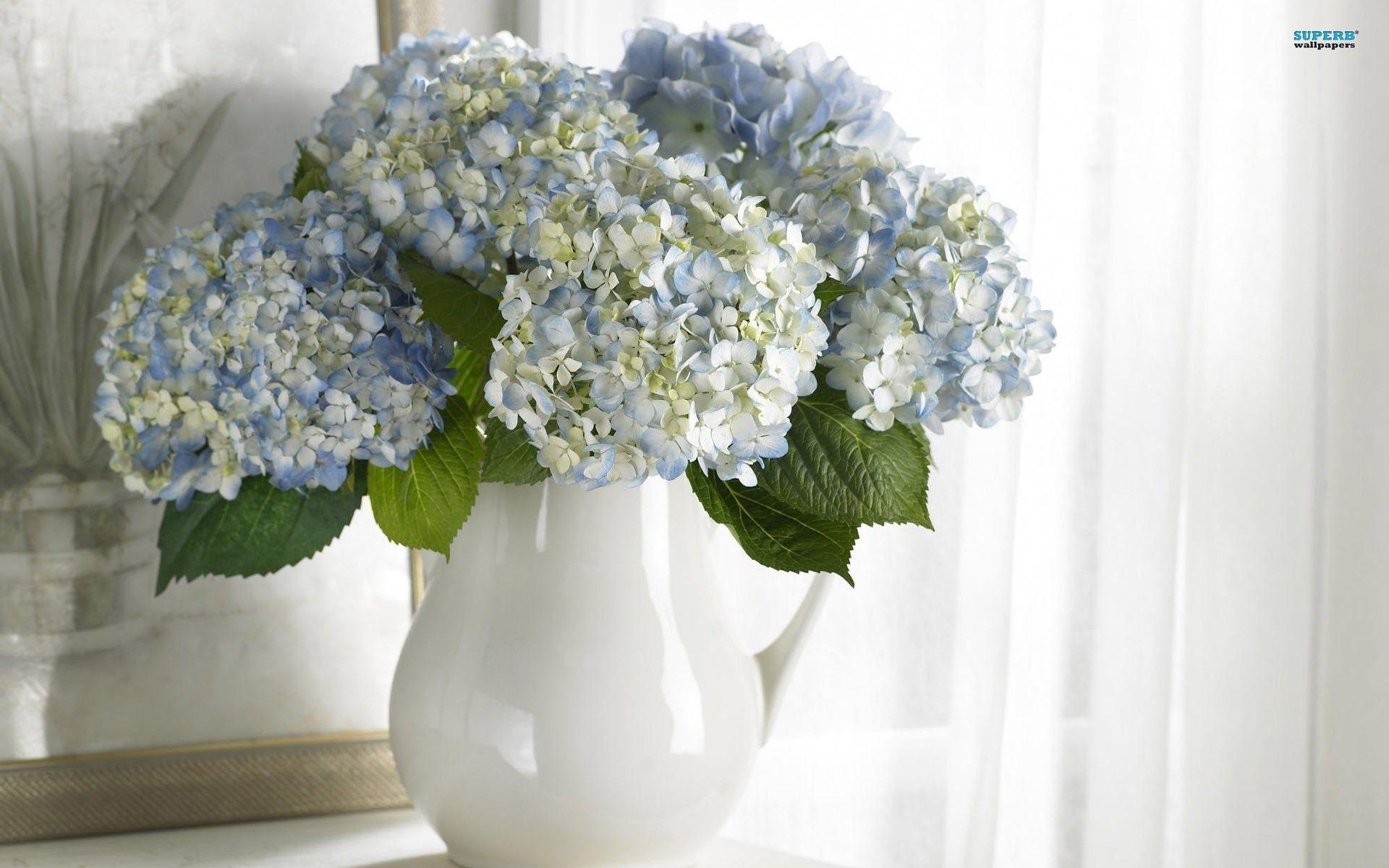 White Hydrangea Wallpapers - Top Free White Hydrangea Backgrounds