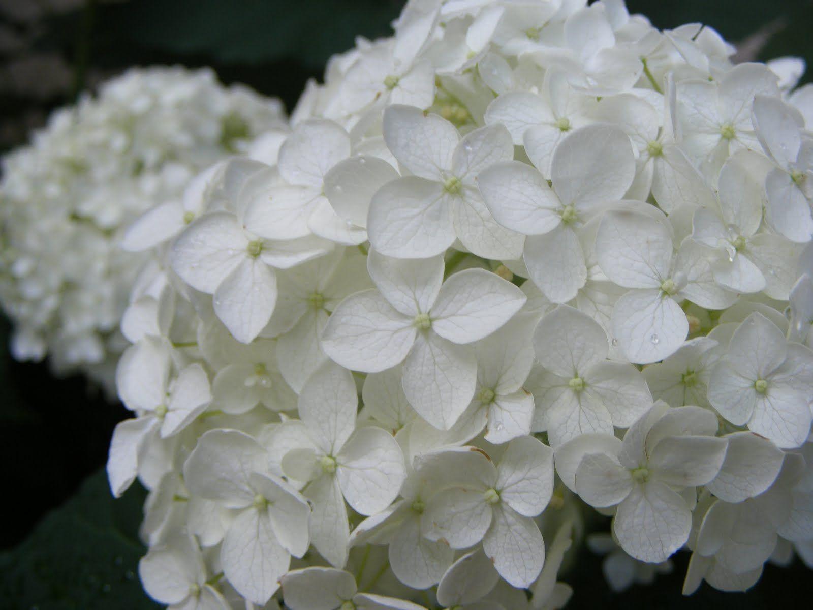 White Hydrangea Wallpapers - Top Free White Hydrangea Backgrounds