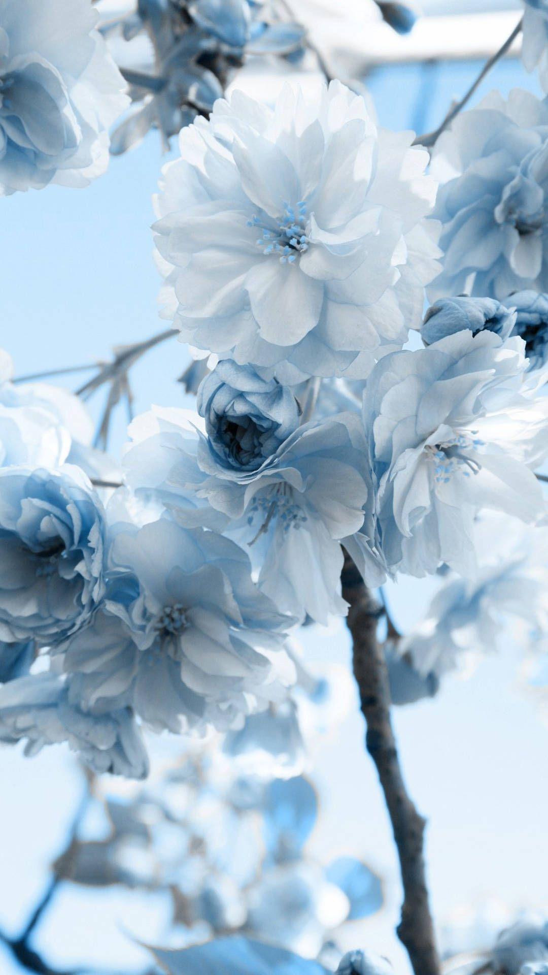 Blue and White Flower Wallpapers - Top Free Blue and White Flower