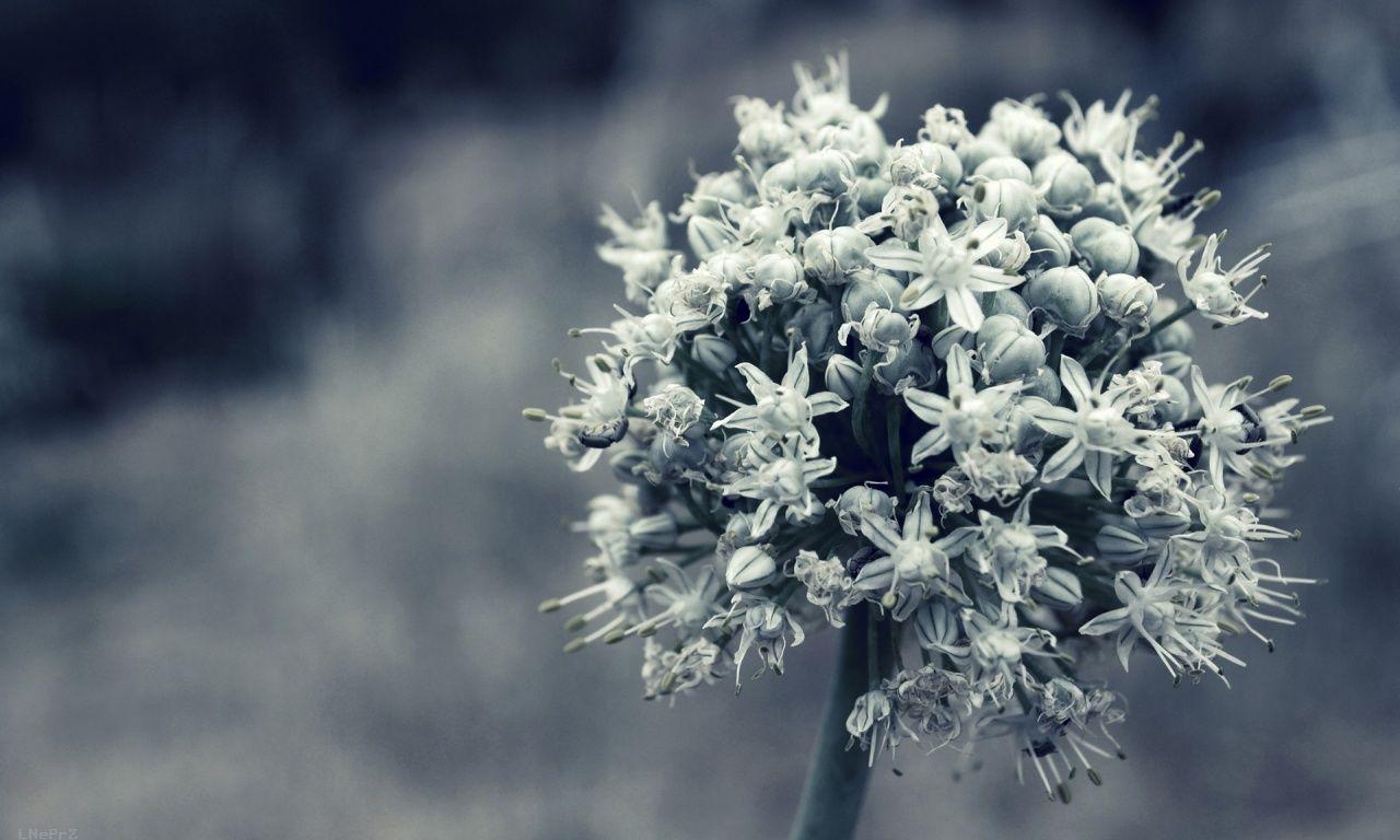 1280x768 Grey Flower Wallpaper