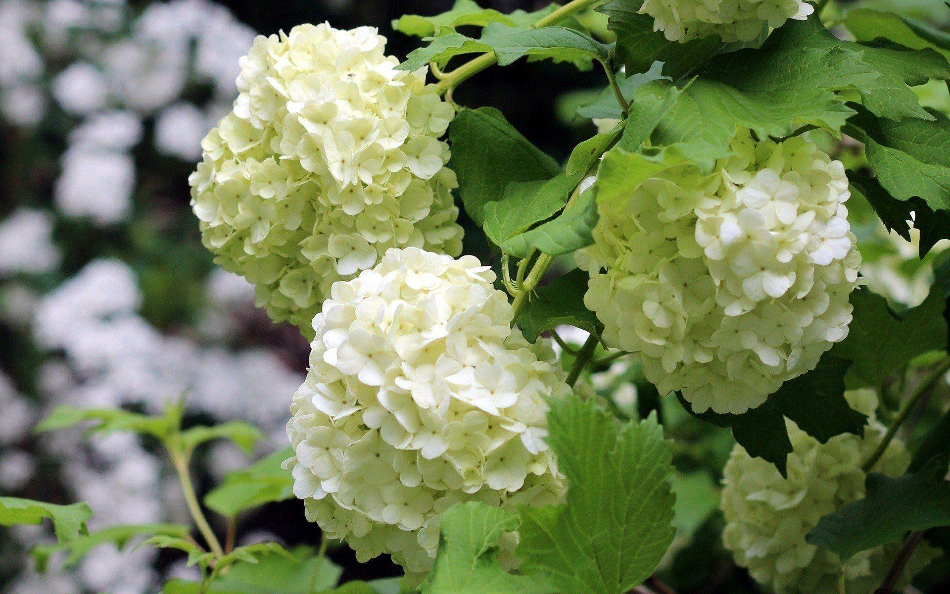 White Hydrangea Wallpapers - Top Free White Hydrangea Backgrounds