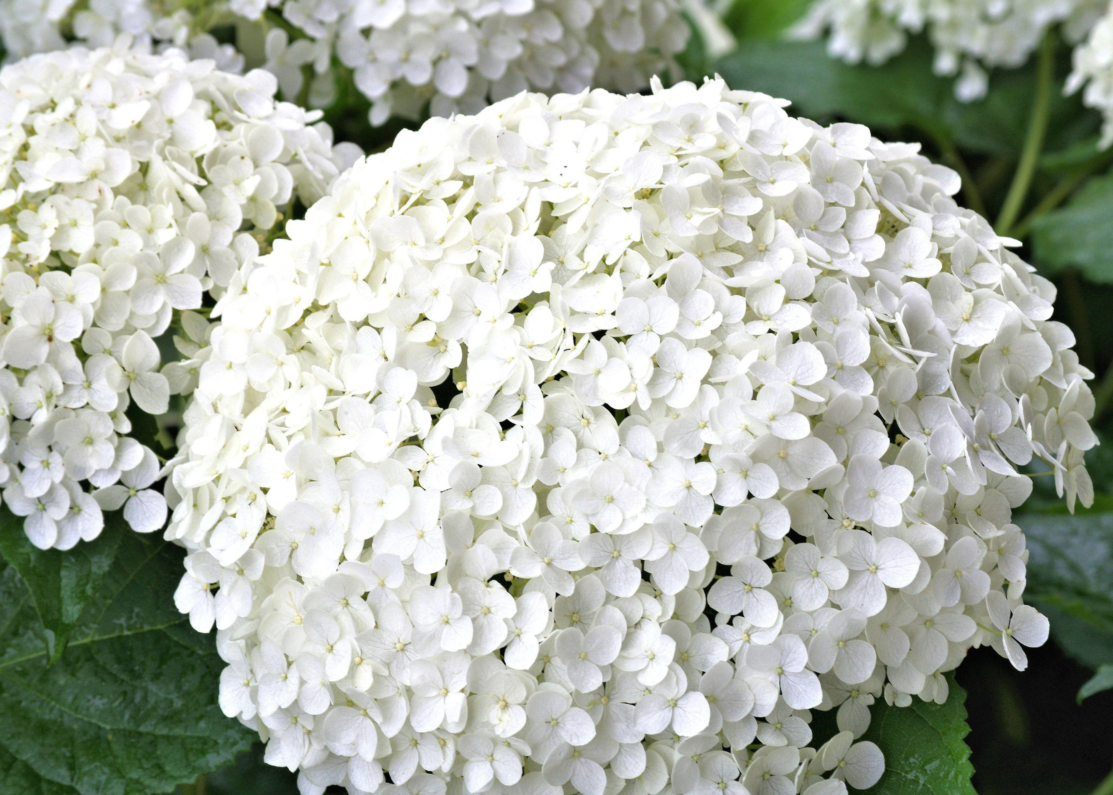 White Hydrangea Wallpapers - Top Free White Hydrangea Backgrounds