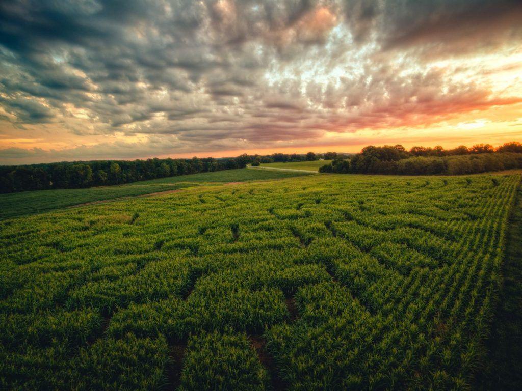 Corn Maze Wallpapers - Top Free Corn Maze Backgrounds - WallpaperAccess