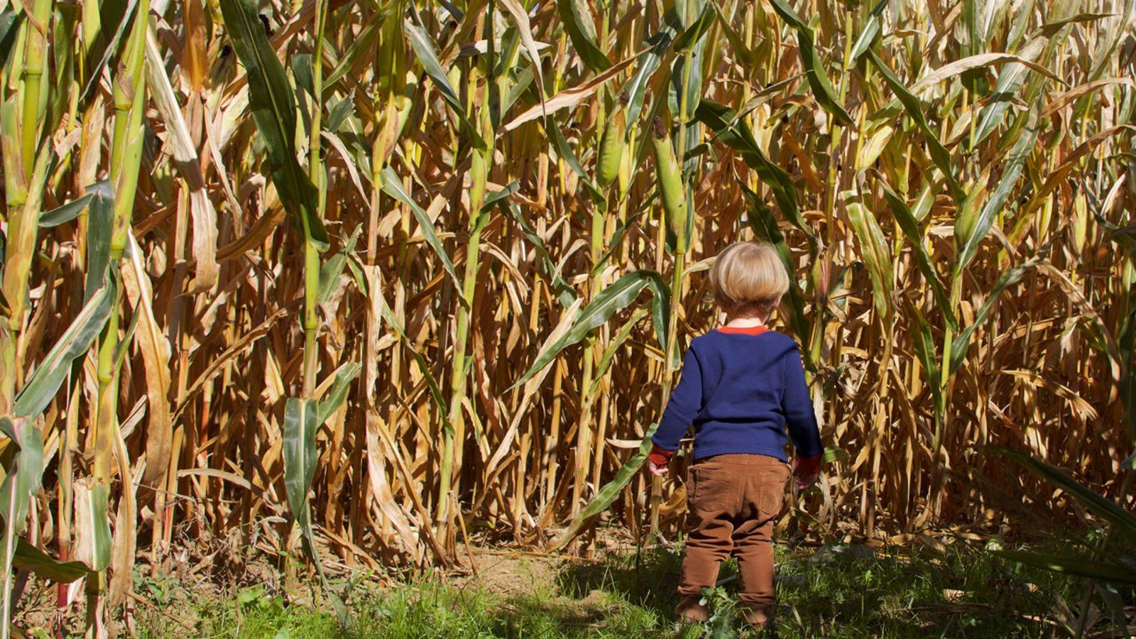 Corn Maze Wallpapers - Top Free Corn Maze Backgrounds - WallpaperAccess
