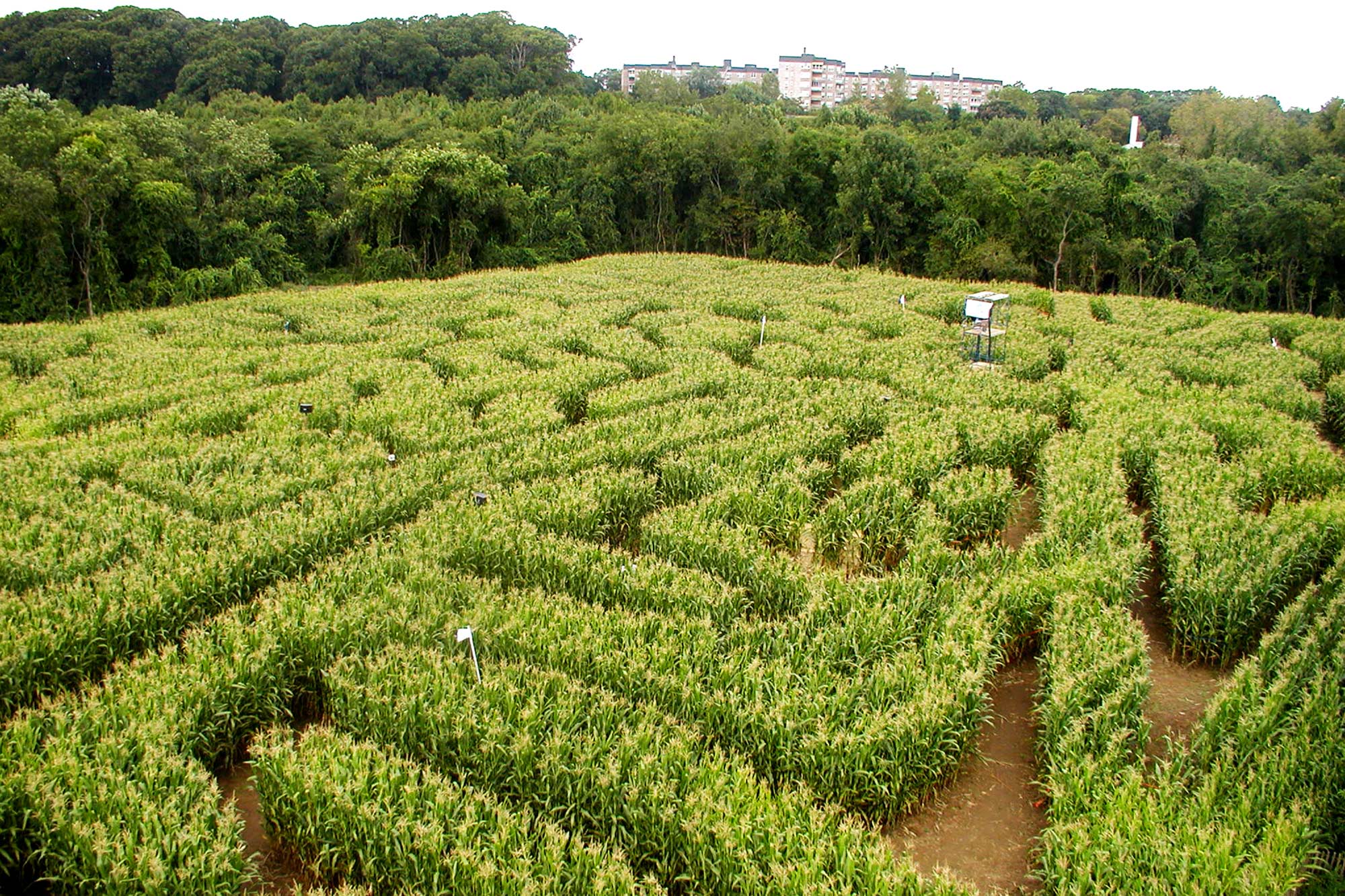 Corn Maze Wallpapers - Top Free Corn Maze Backgrounds - WallpaperAccess