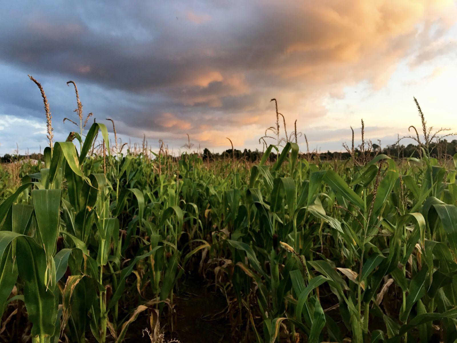 Corn Maze Wallpaper