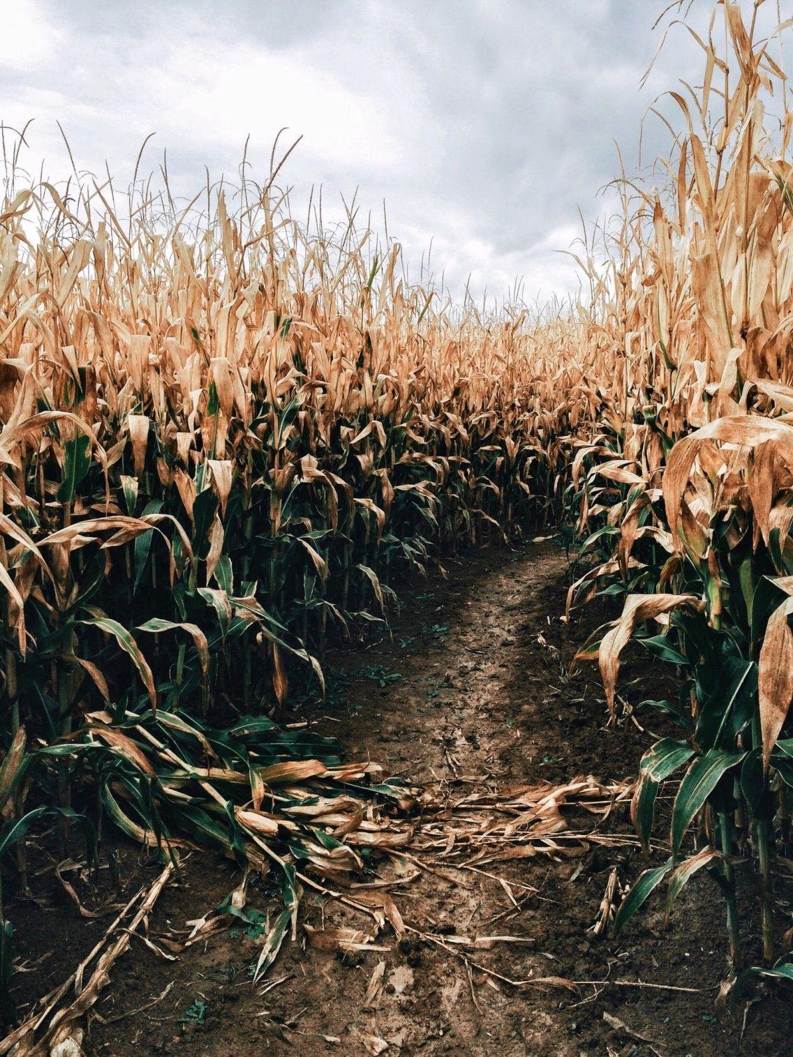 Corn Maze Wallpapers - Top Free Corn Maze Backgrounds - WallpaperAccess
