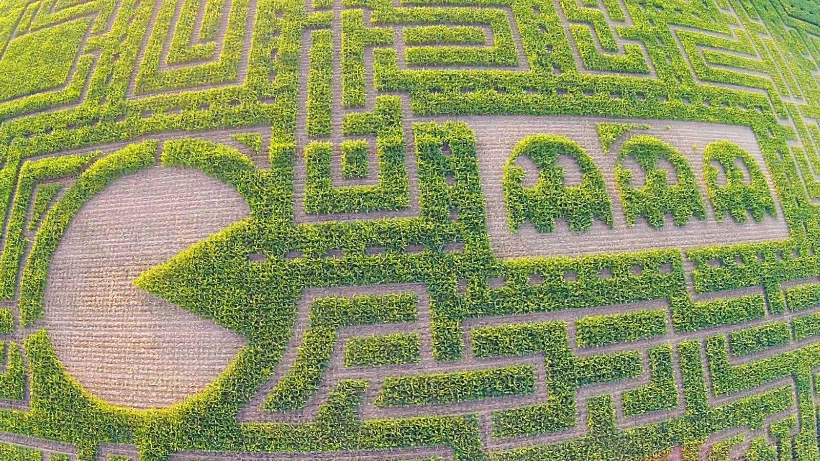 Corn Maze Wallpaper