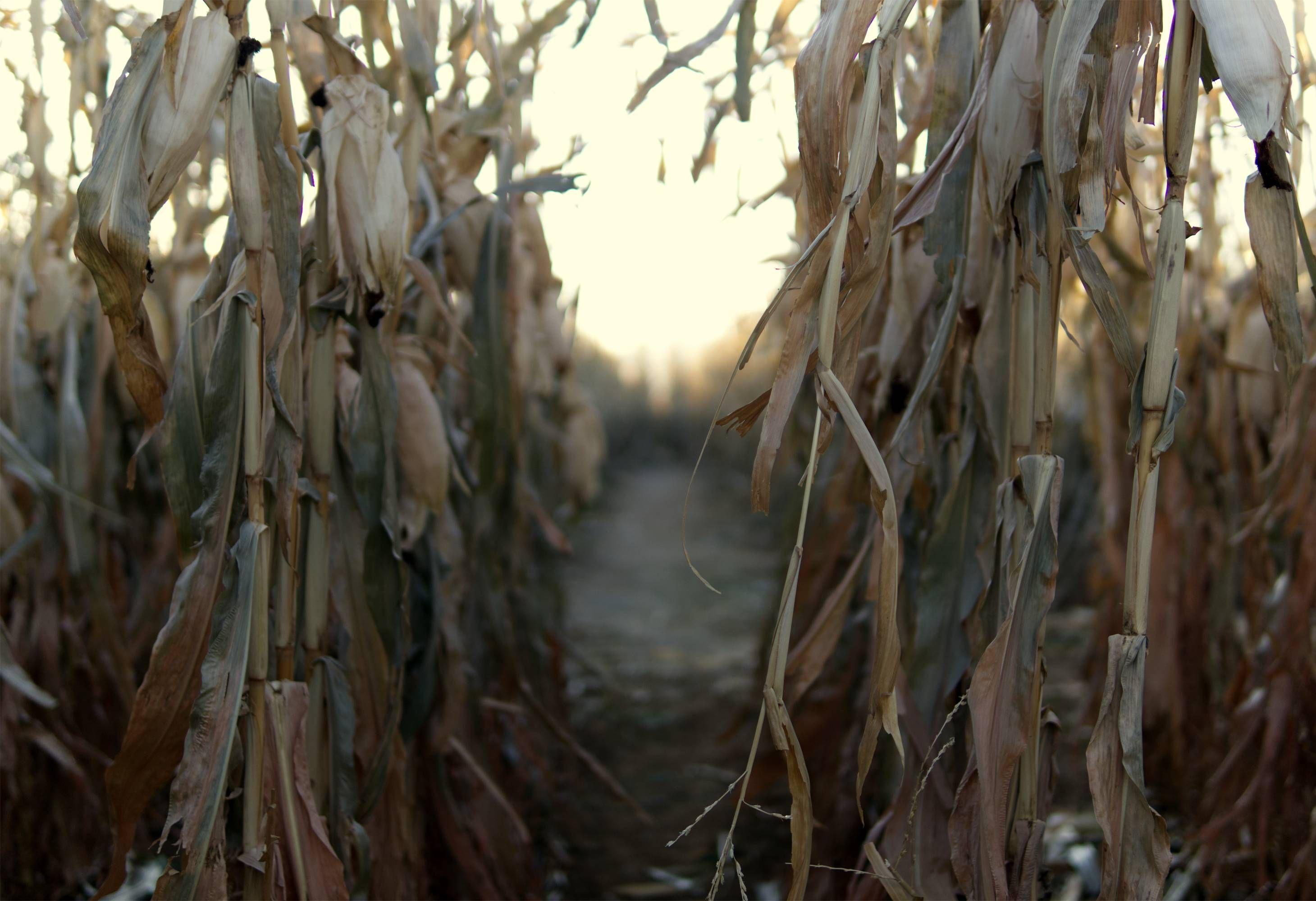 Corn Maze Wallpapers - Top Free Corn Maze Backgrounds - WallpaperAccess