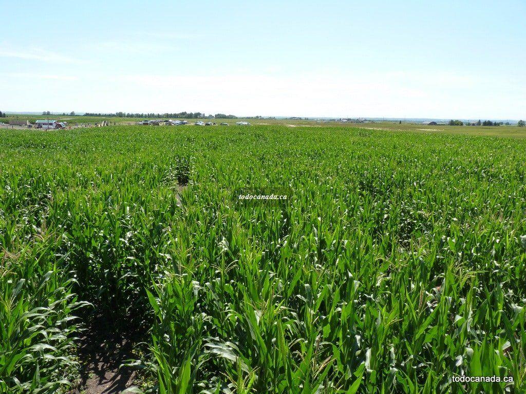 1024x768 Corn Mazes in Alberta Canada
