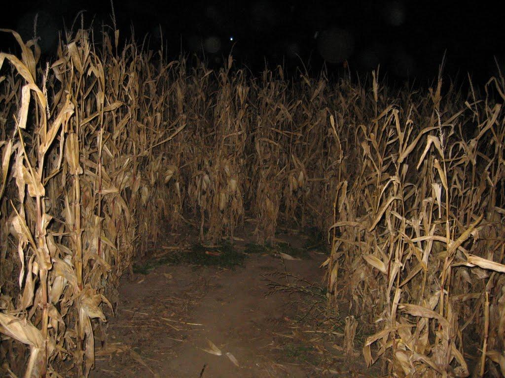 1024x768 Afton Apple Corn Maze the corn looks the same and then you are lost dark with flashlights
