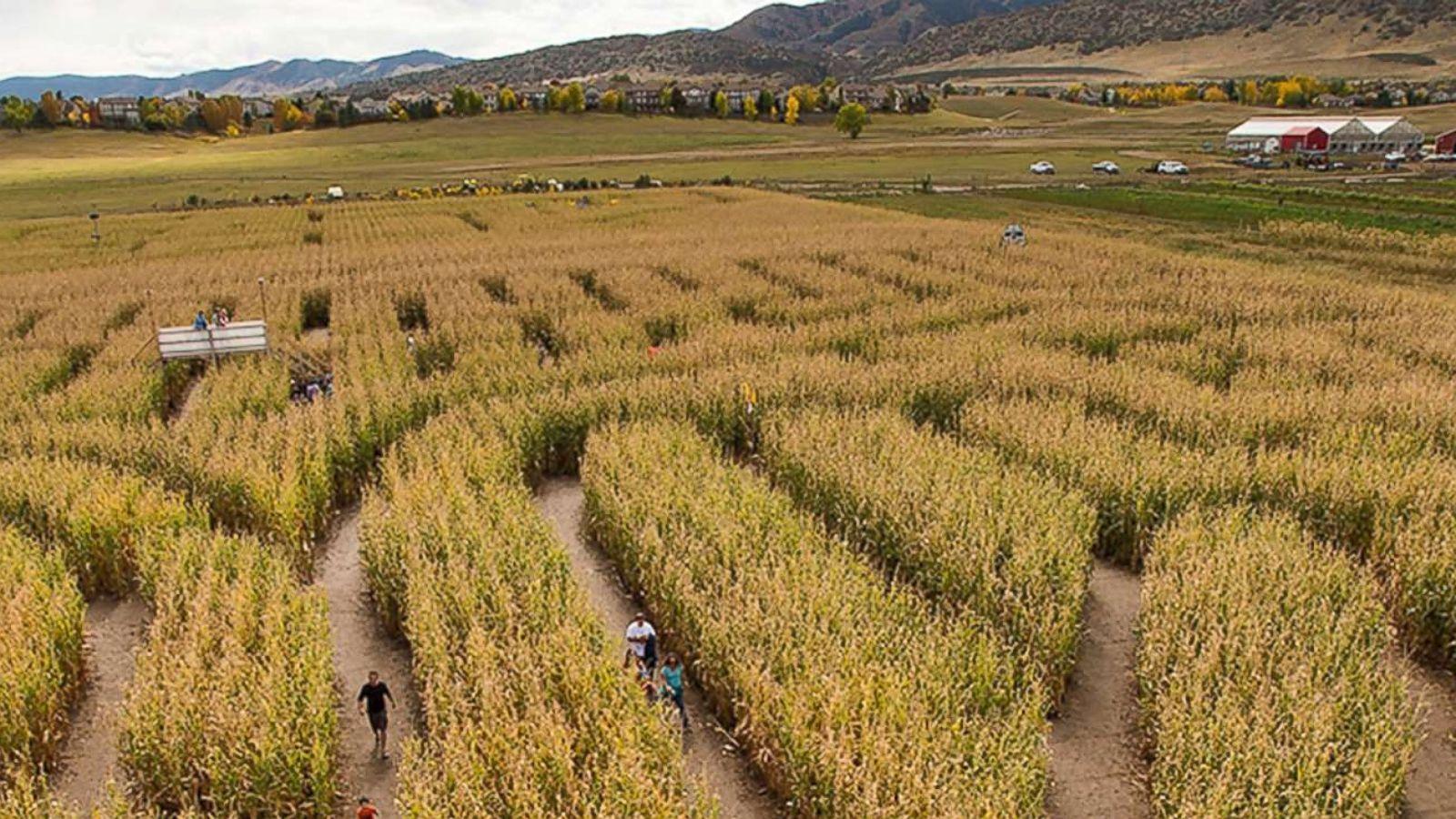 Corn Maze Wallpapers Top Free Corn Maze Backgrounds Wallpaperaccess