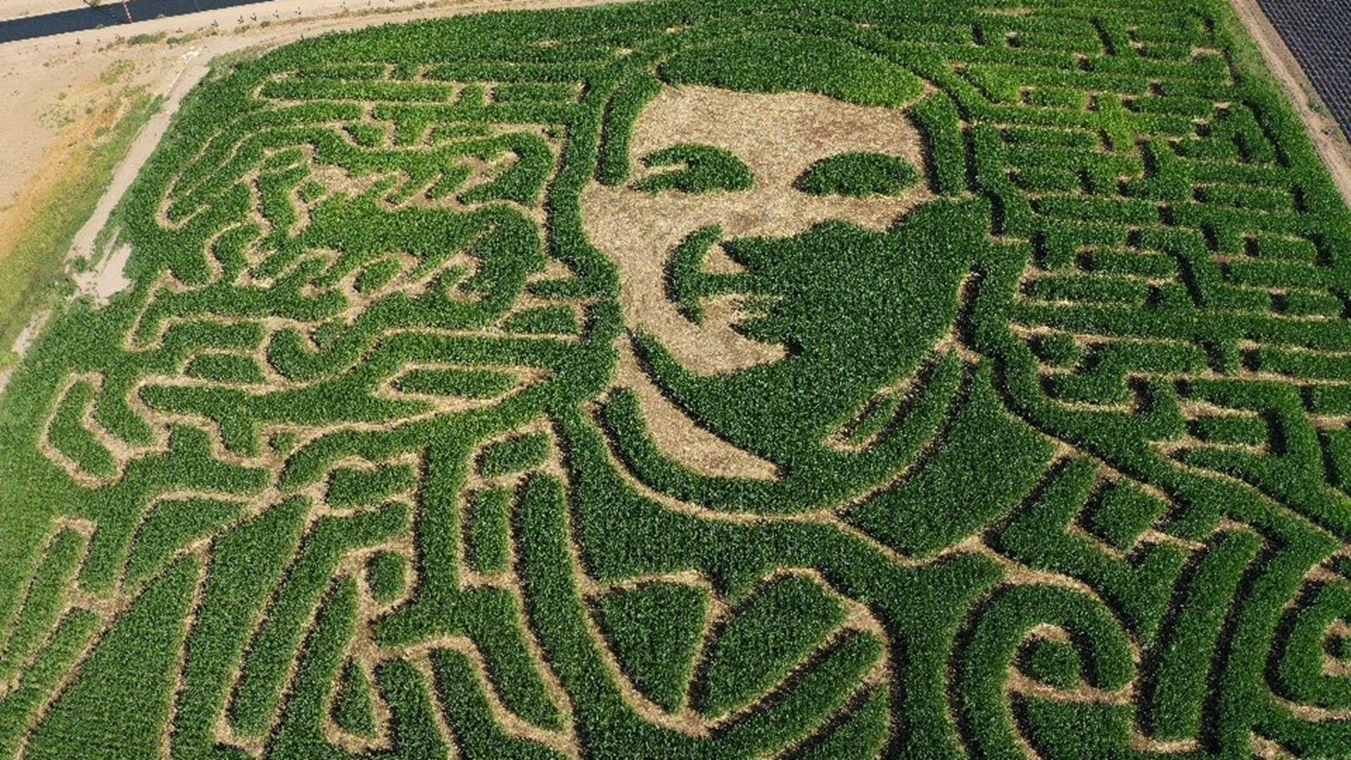 Corn Maze Wallpapers - Top Free Corn Maze Backgrounds - WallpaperAccess