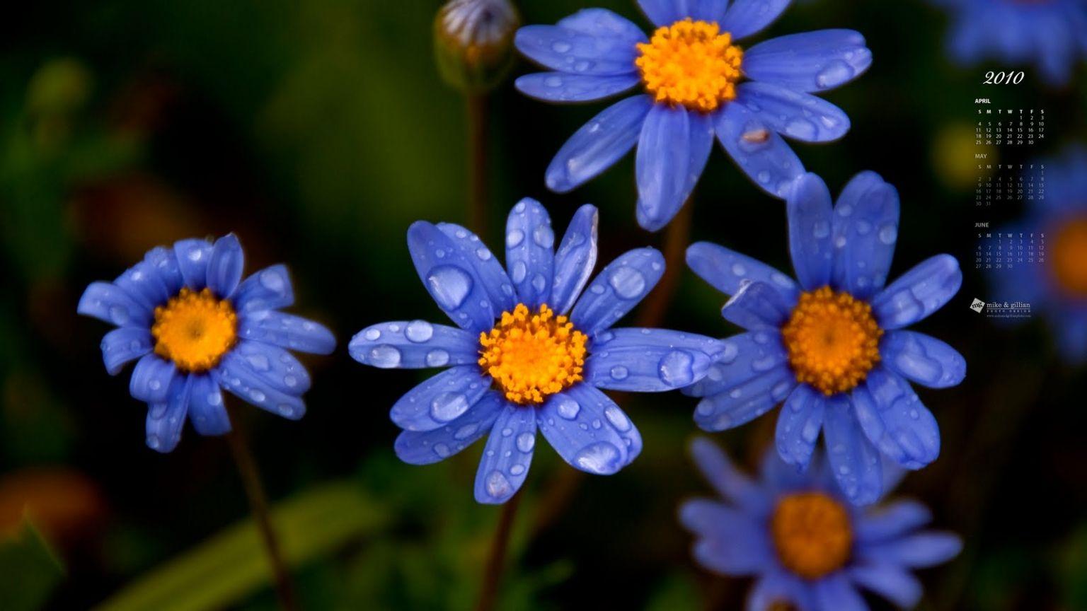 1536x864 Free download April Showers HD Wallpaper April Showers Wallpaper for Desktop [1600x900] for your Desktop, Mobile & Tablet. Explore April Showers Wallpaper for Desktops. Spring Showers Wallpaper, Free April