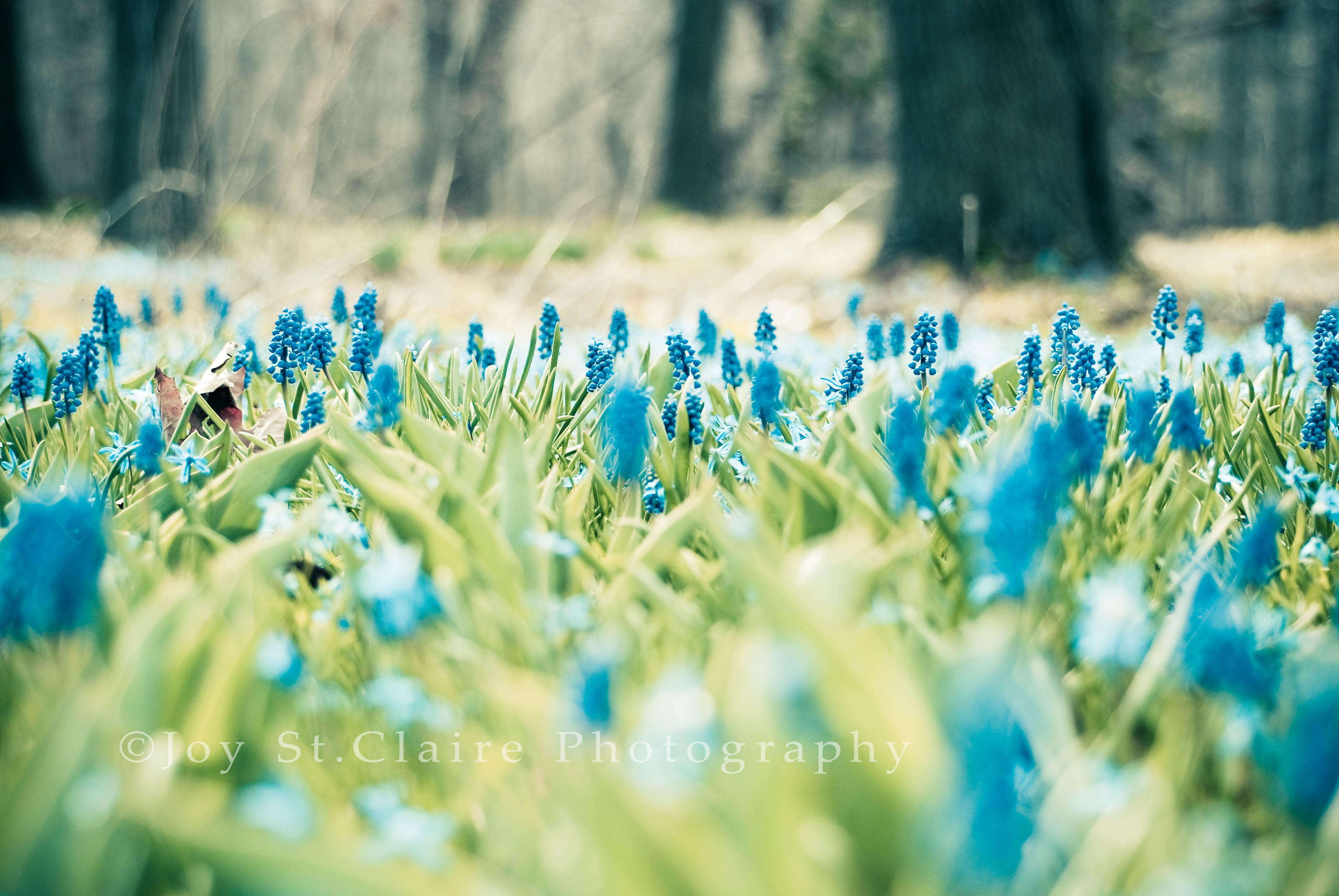 Spring blues. Весна природа. Голубой пейзаж. Голубой цвет в природе. Природа цветы.