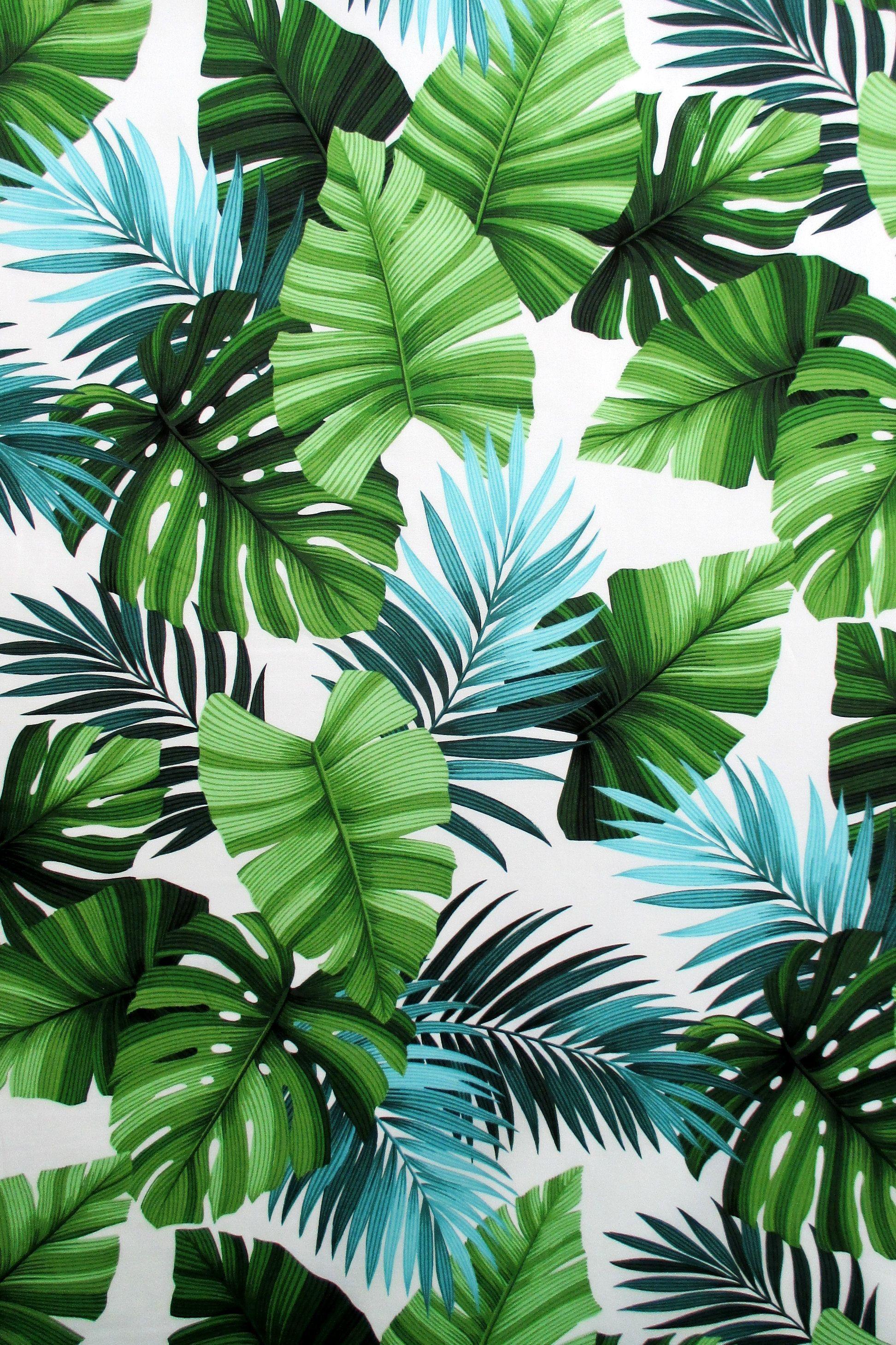 Coconut Leaf Wallpapers - Top Free Coconut Leaf Backgrounds