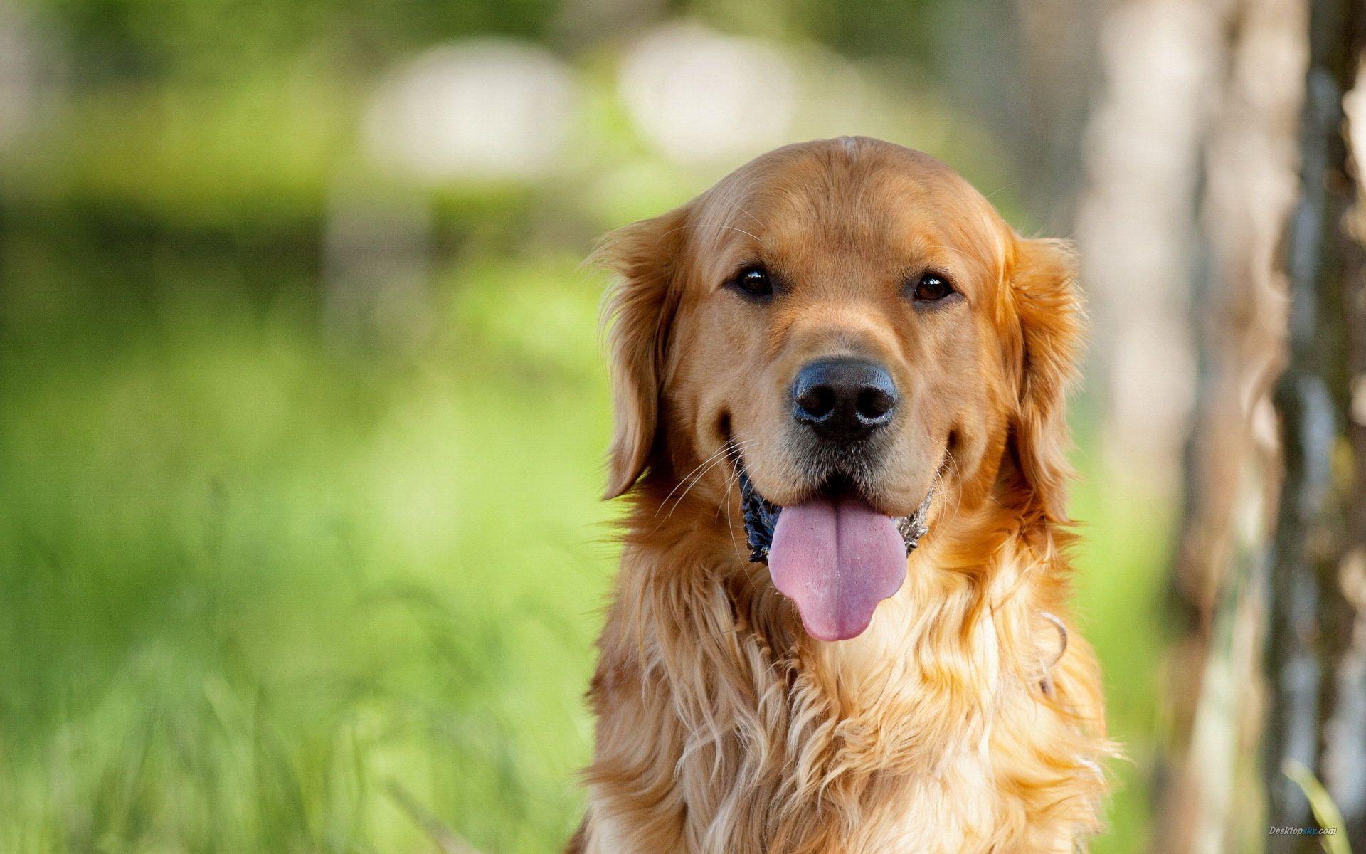 Golden Retriever HD Wallpapers - Top Free Golden Retriever HD ...