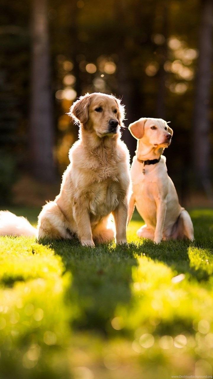 720x1280 Golden Retriever HD Wallpaper for Android