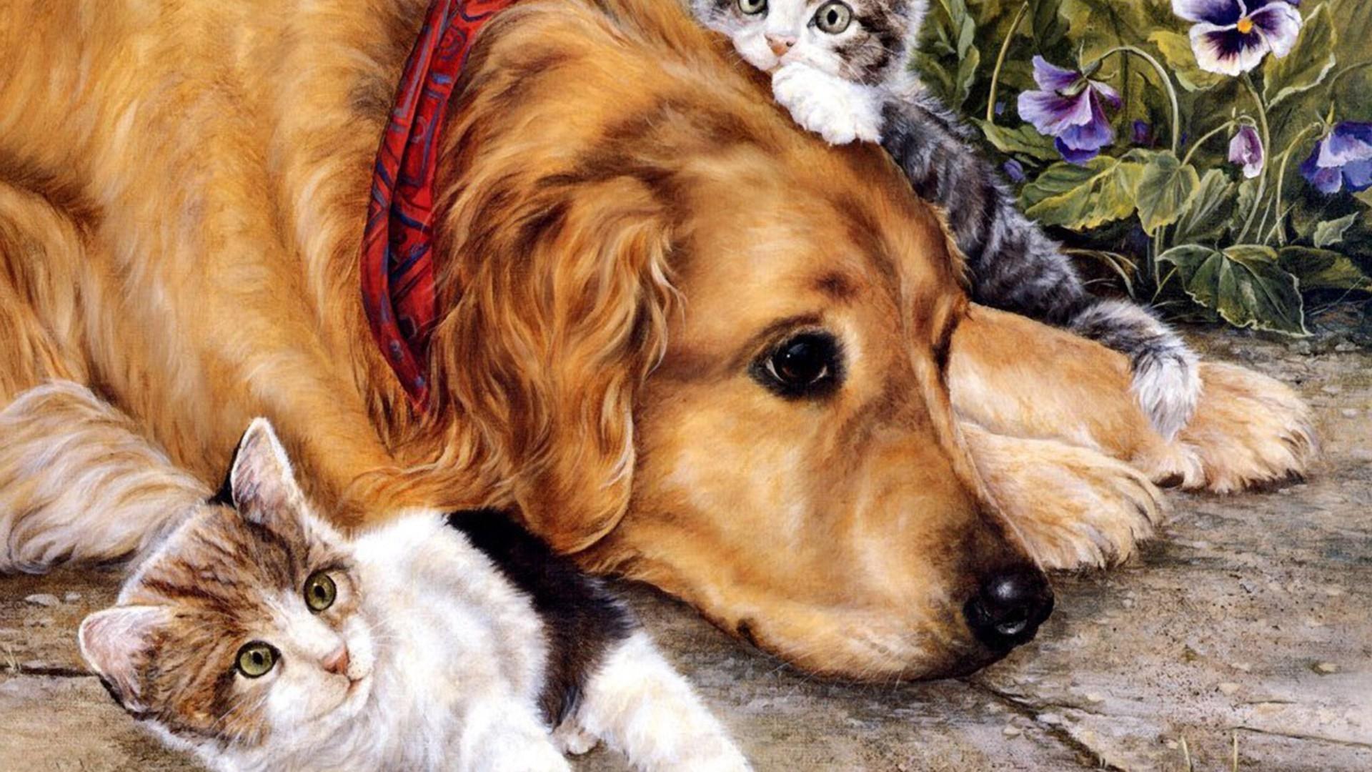 1920x1080 Golden Retriever HD, High Definition, High Quality, Widescreen
