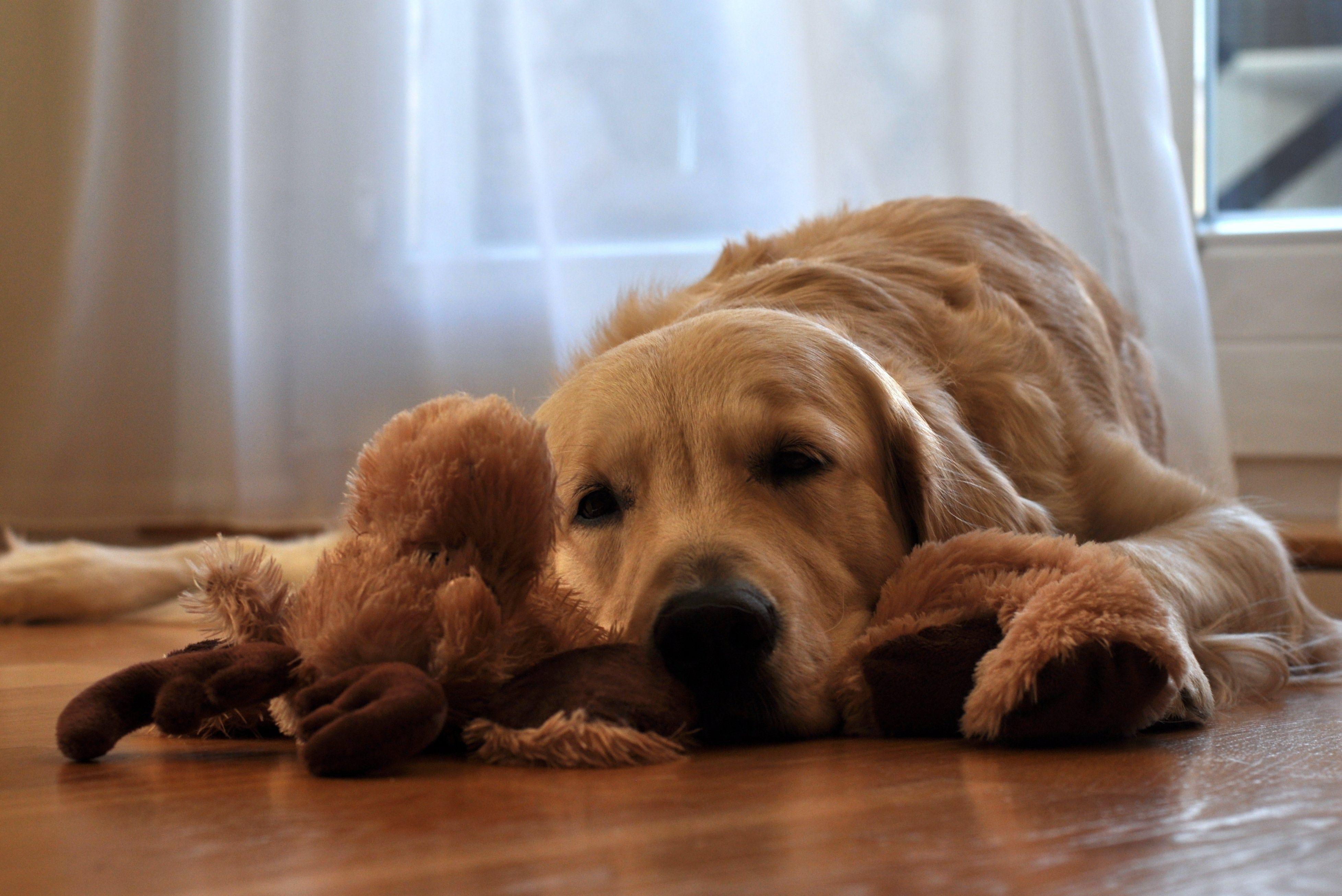 3911x2611 golden retriever 4k ultra HD wallpaper High quality walls