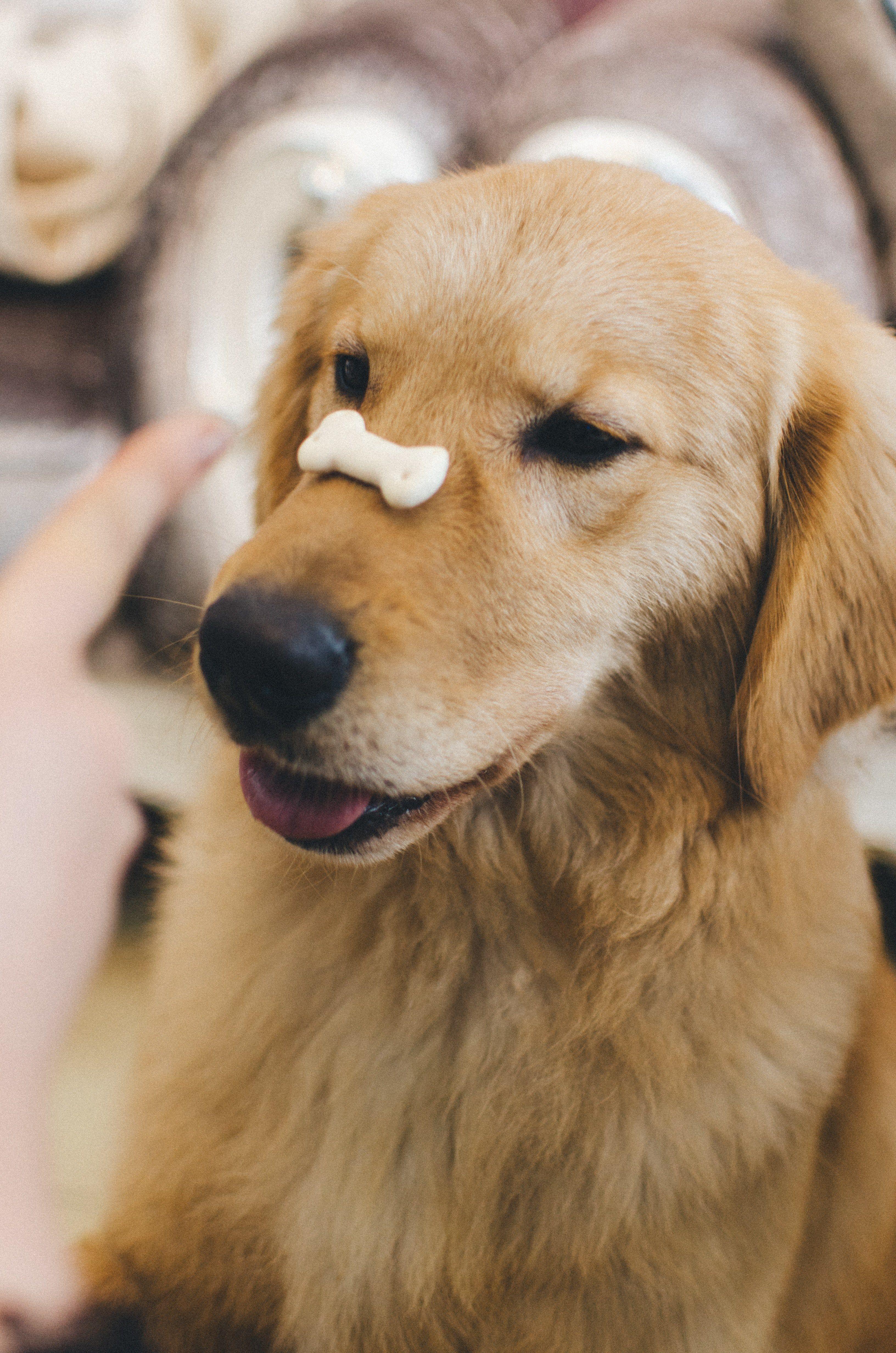 3264x4928 Wallpaper / animal golden retriever and dog HD 4k wallpaper