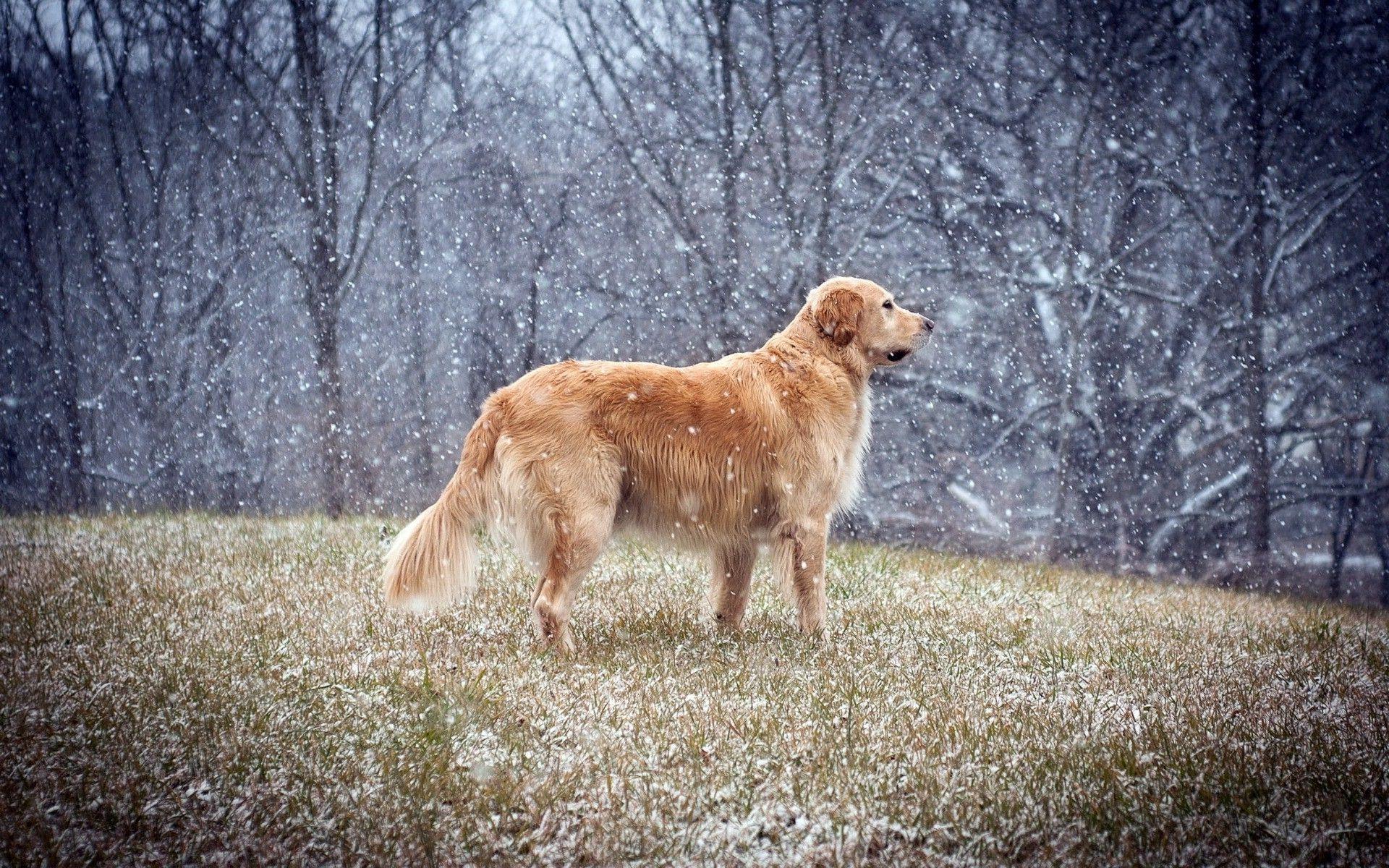 1920x1200 dog, Animals, Golden Retrievers, Snow, Winter Wallpaper HD / Desktop and Mobile Background