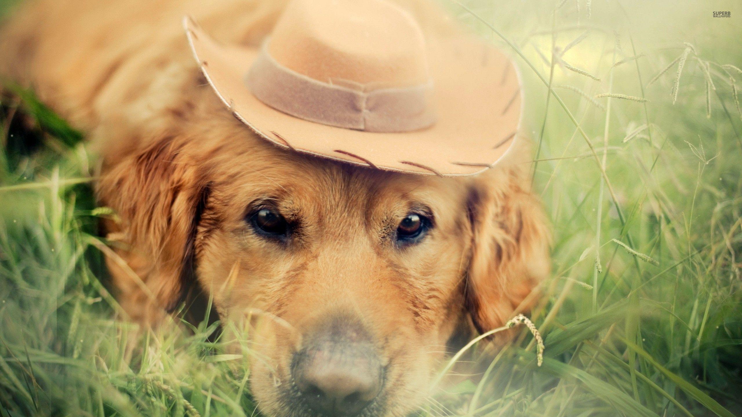 2560x1440 Golden Retriever with Cowboy Hat Wallpaper