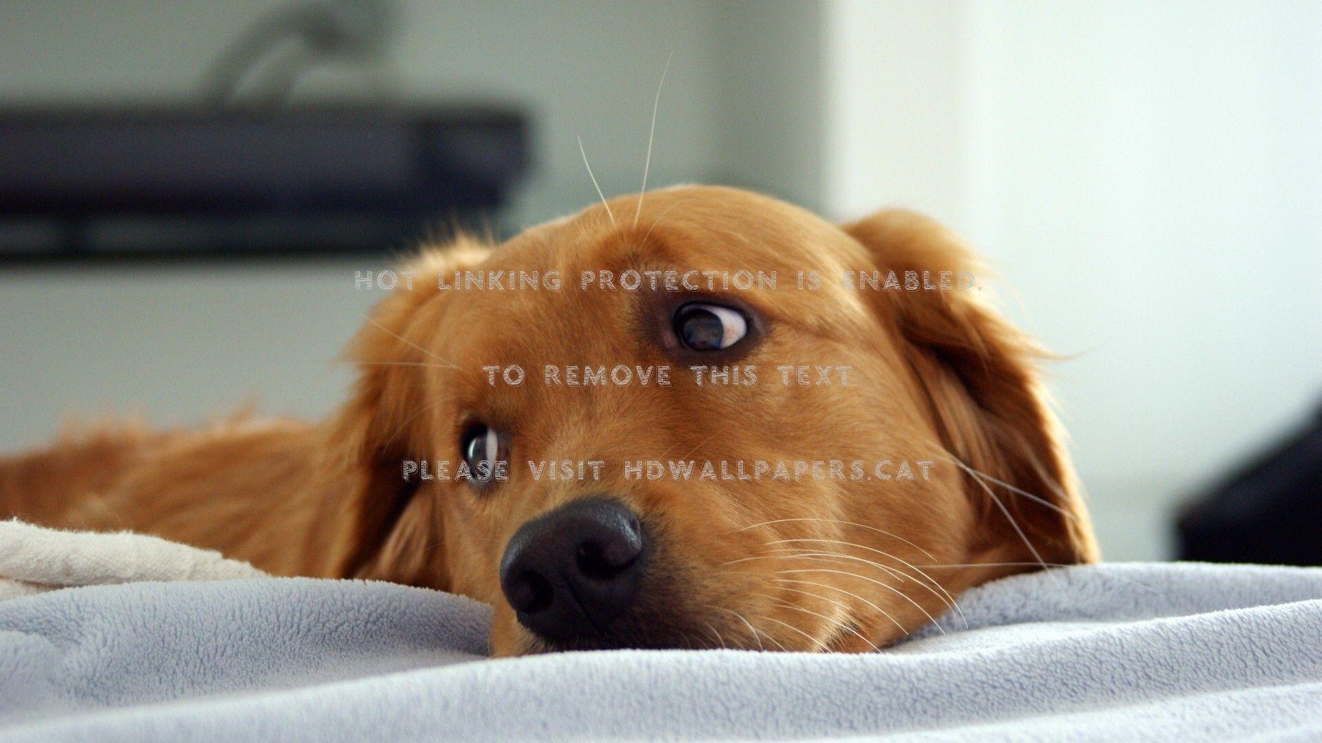 1920x1080 adorable golden retriever dog eyes