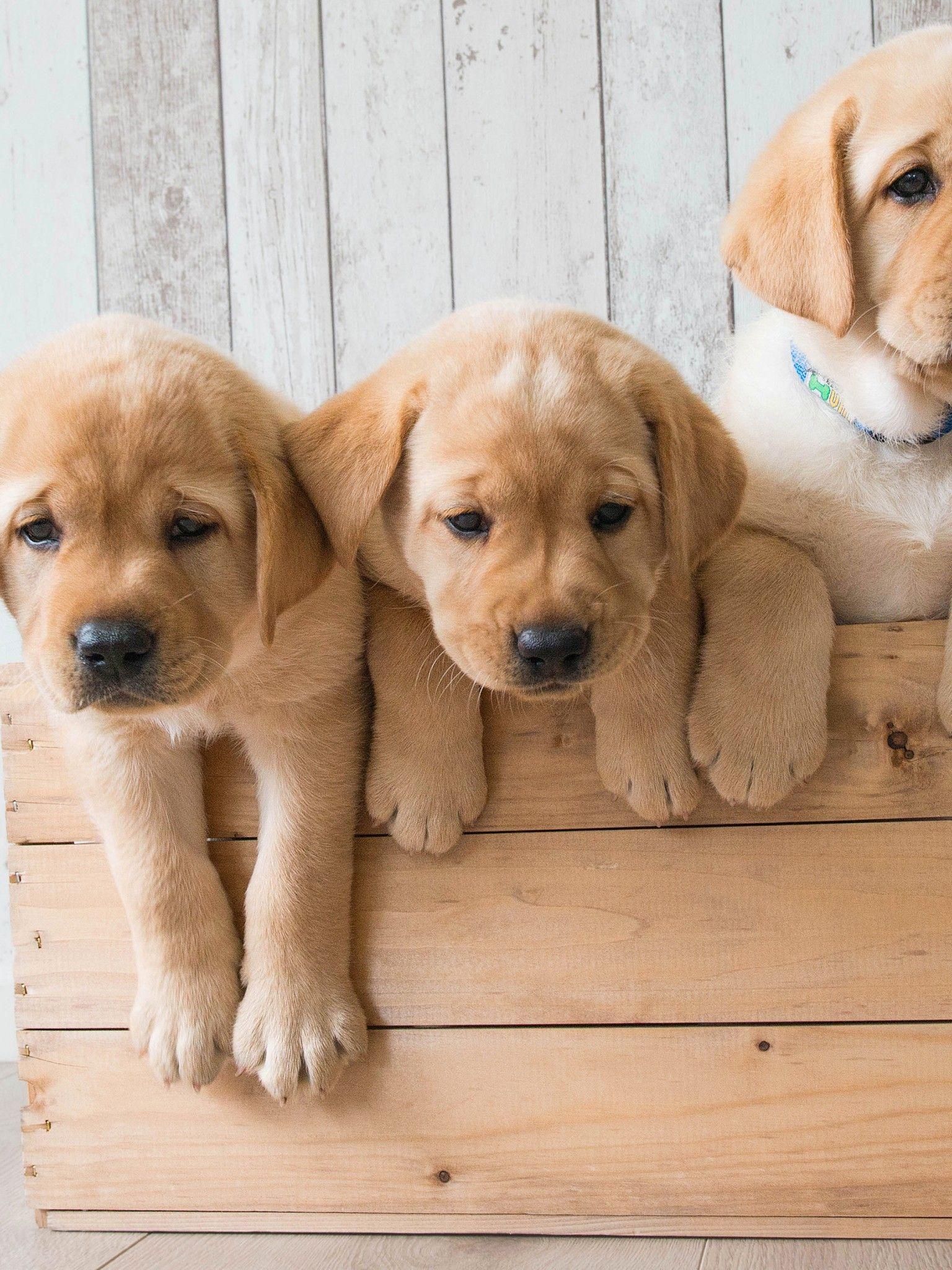 1536x2048 Wallpaper Cute puppies, Golden Retriever, HD, 4K, Animals,. Wallpaper for iPhone, Android, Mobile and Desktop