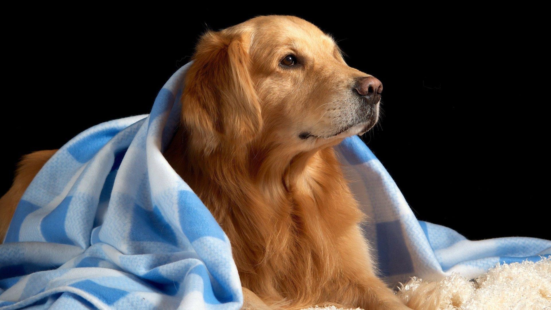 1920x1080 Golden Retriever HD Wallpaper