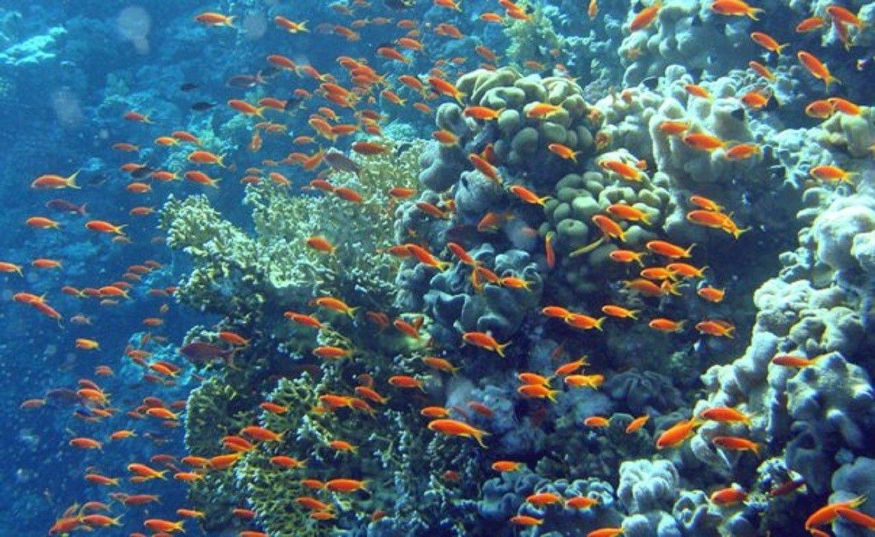 1250x768 Reefs Cool Sea Underwater Paradise Tropical Life Nature, Download Wallpaper