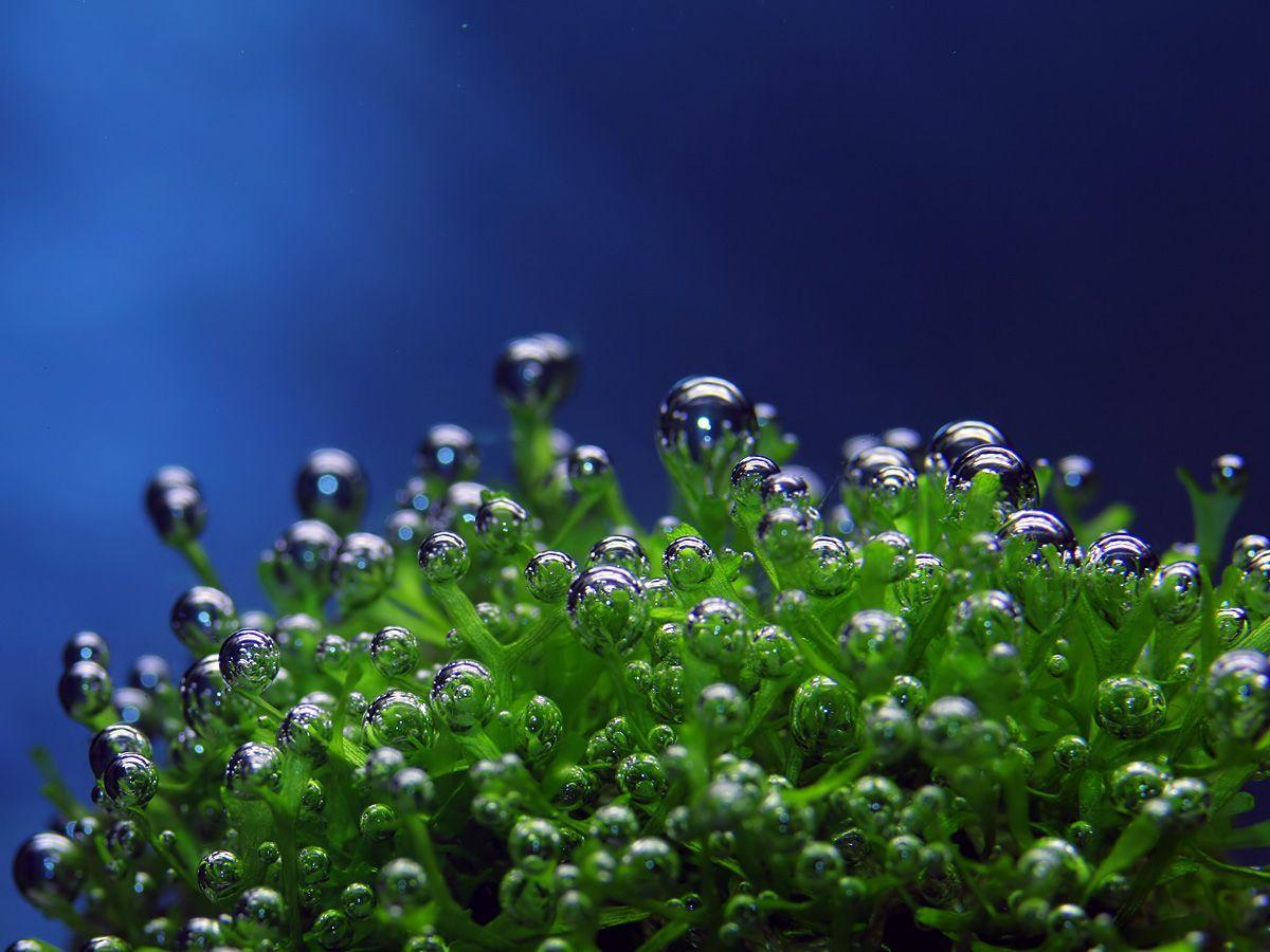1200x900 Underwater. #underwater #paradise #ocean #sea #lake #river. See More. Media Set ?set=oa. Подводные фотографии, Подводный, Искусство