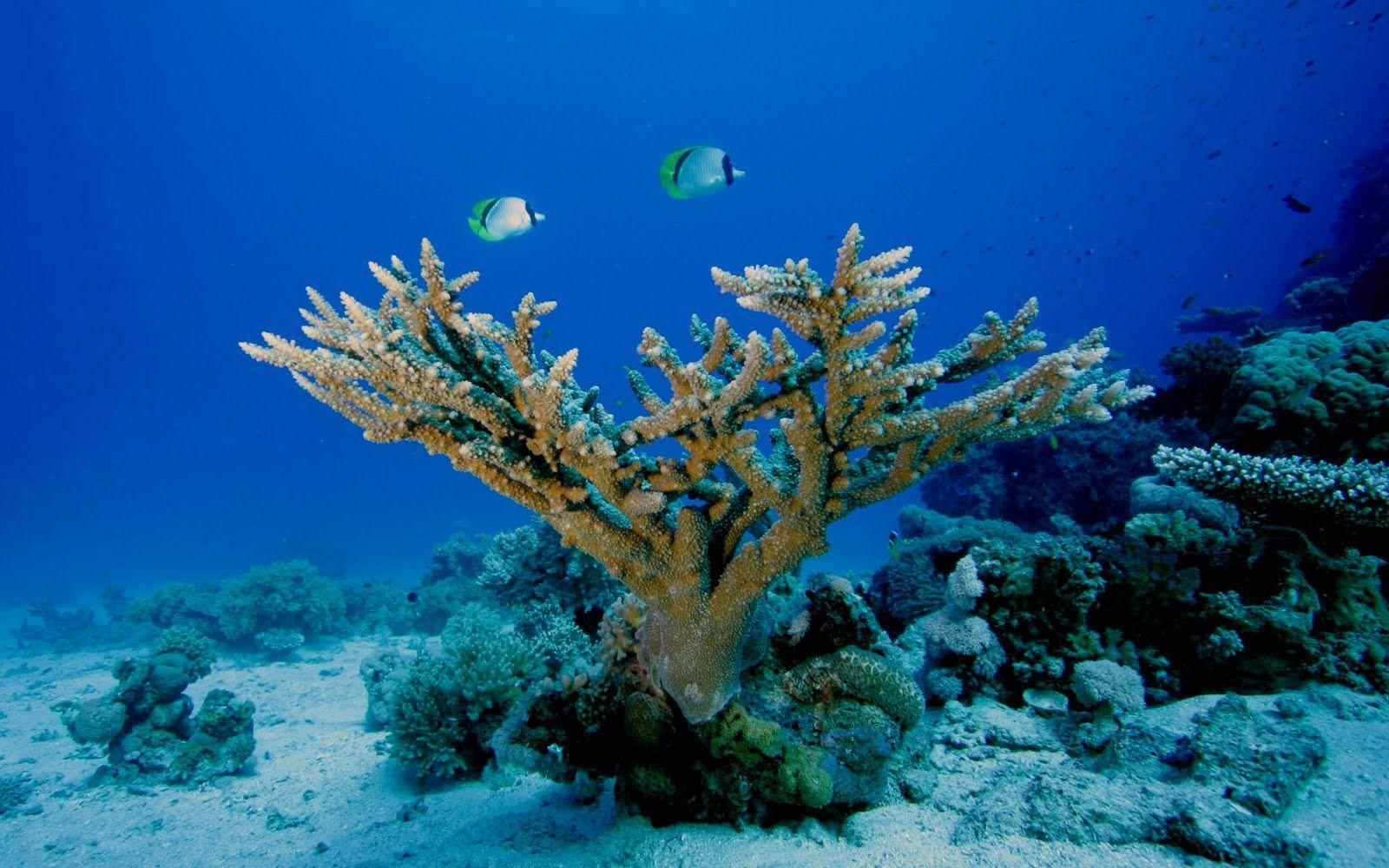 1600x1000 Underwater. #underwater #paradise #ocean #sea #lake #river. See more.. Beautiful sea creatures, Deep sea creatures, Under the sea animals