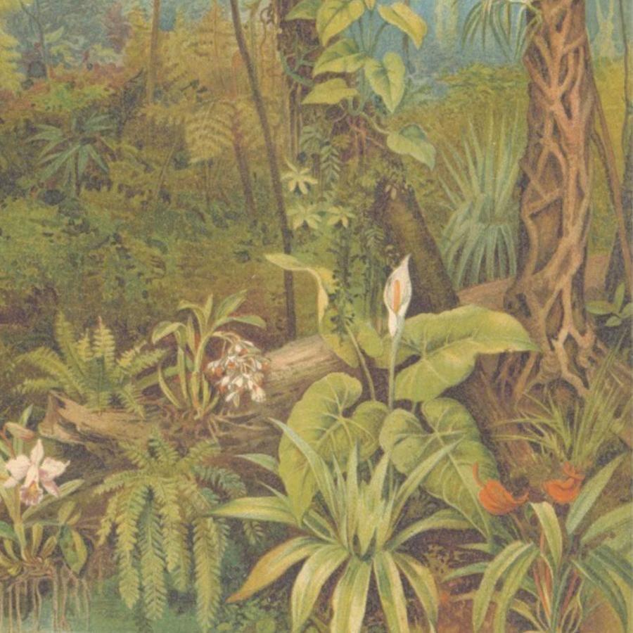 900x900 Tropical Paradise Wall Mural Wallpaper & Magnolia