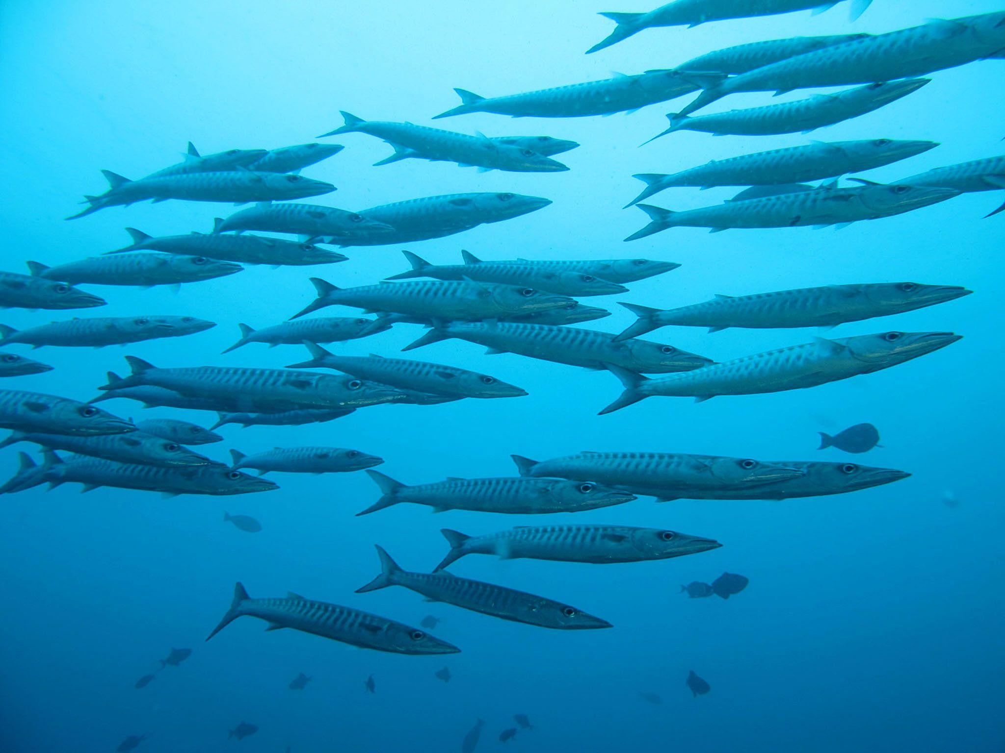 2048x1536 Sharing Paradise With the Barracuda