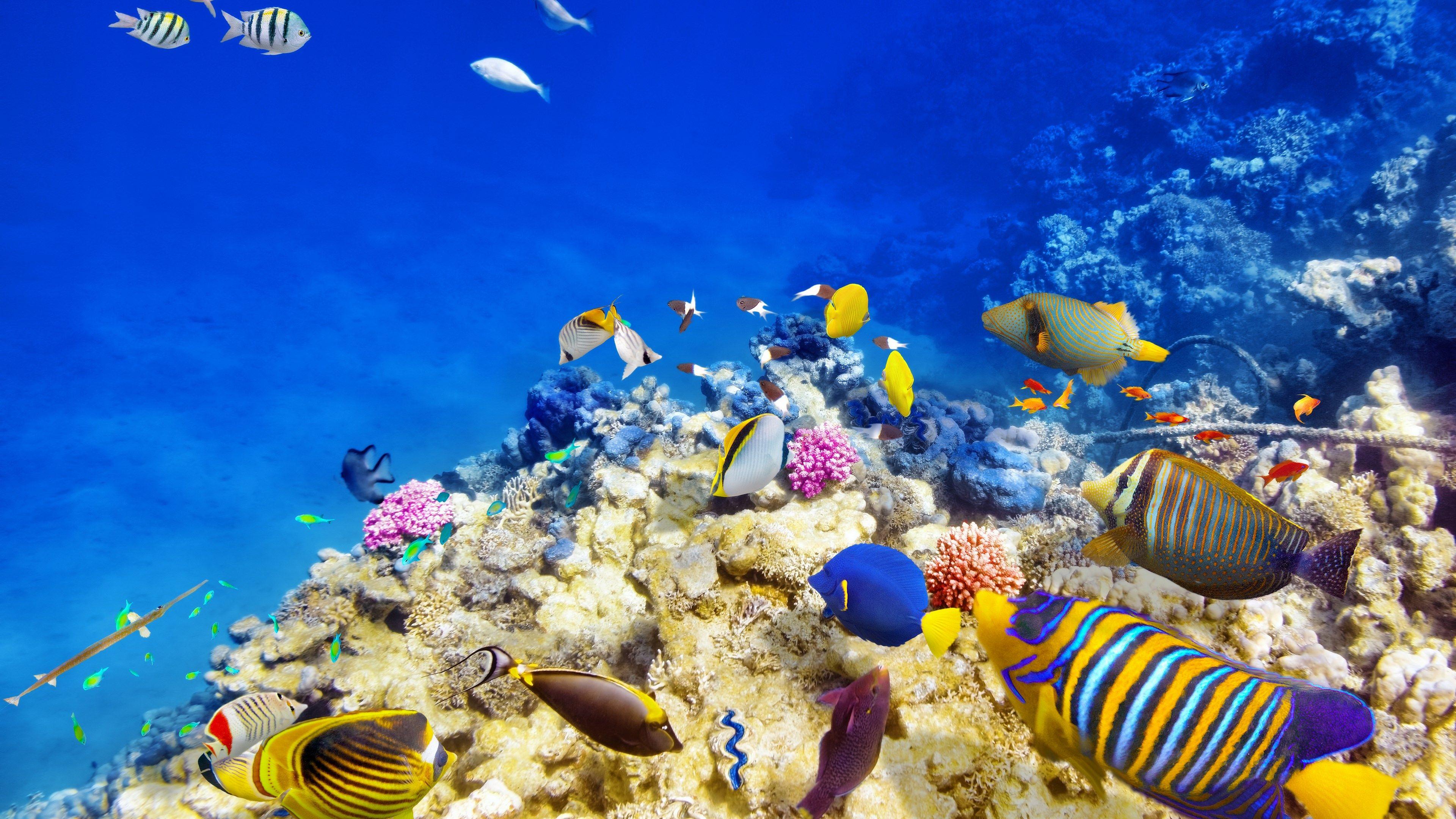 3840x2160 coral reef paradise 4k wallpaper. Mocah.org HD Desktop Wallpaper