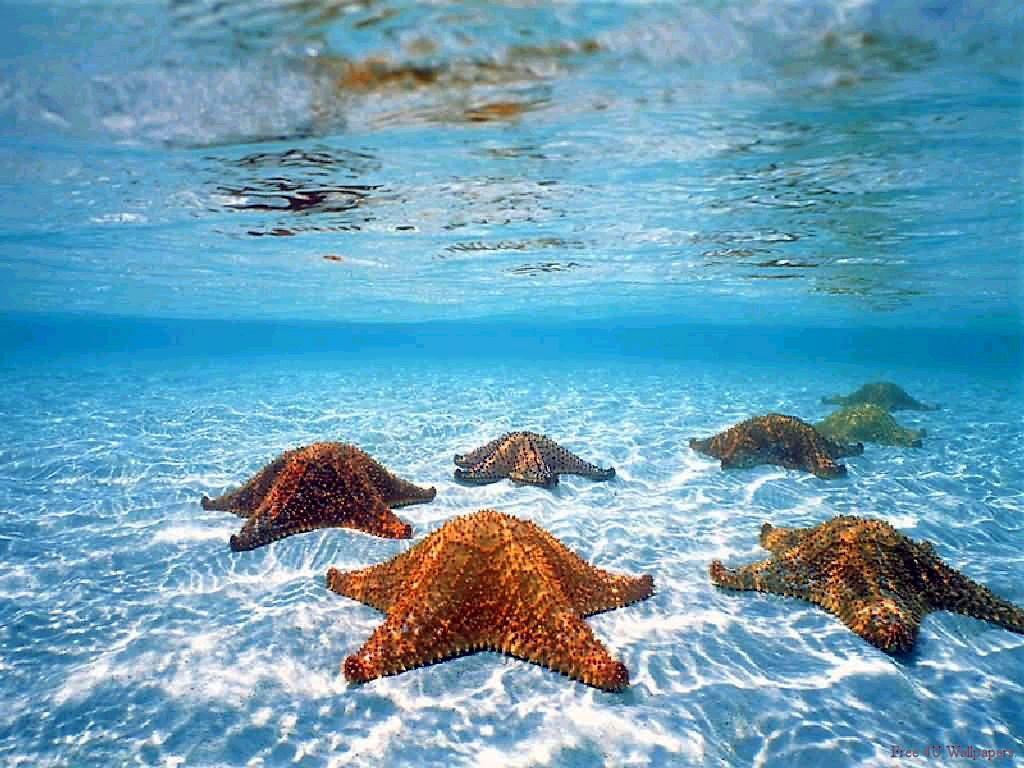 1024x768 underwater starfish 6 wallpaper uploaded by there's magic around