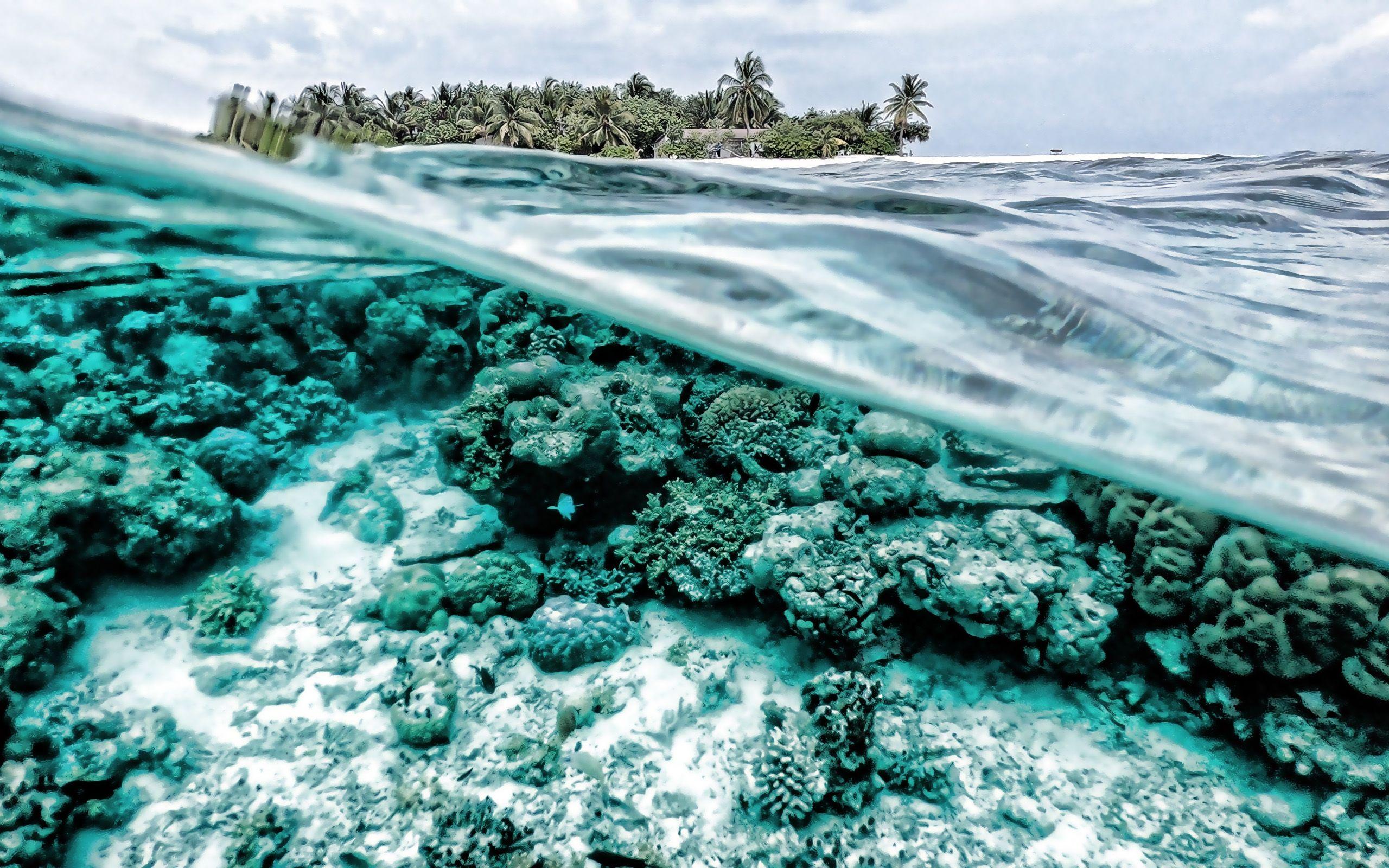 2560x1600 Download wallpaper underwater world, ocean, paradise, tropical island, reefs, underwater for desktop with resolution 2560x1600. High Quality HD picture wallpaper