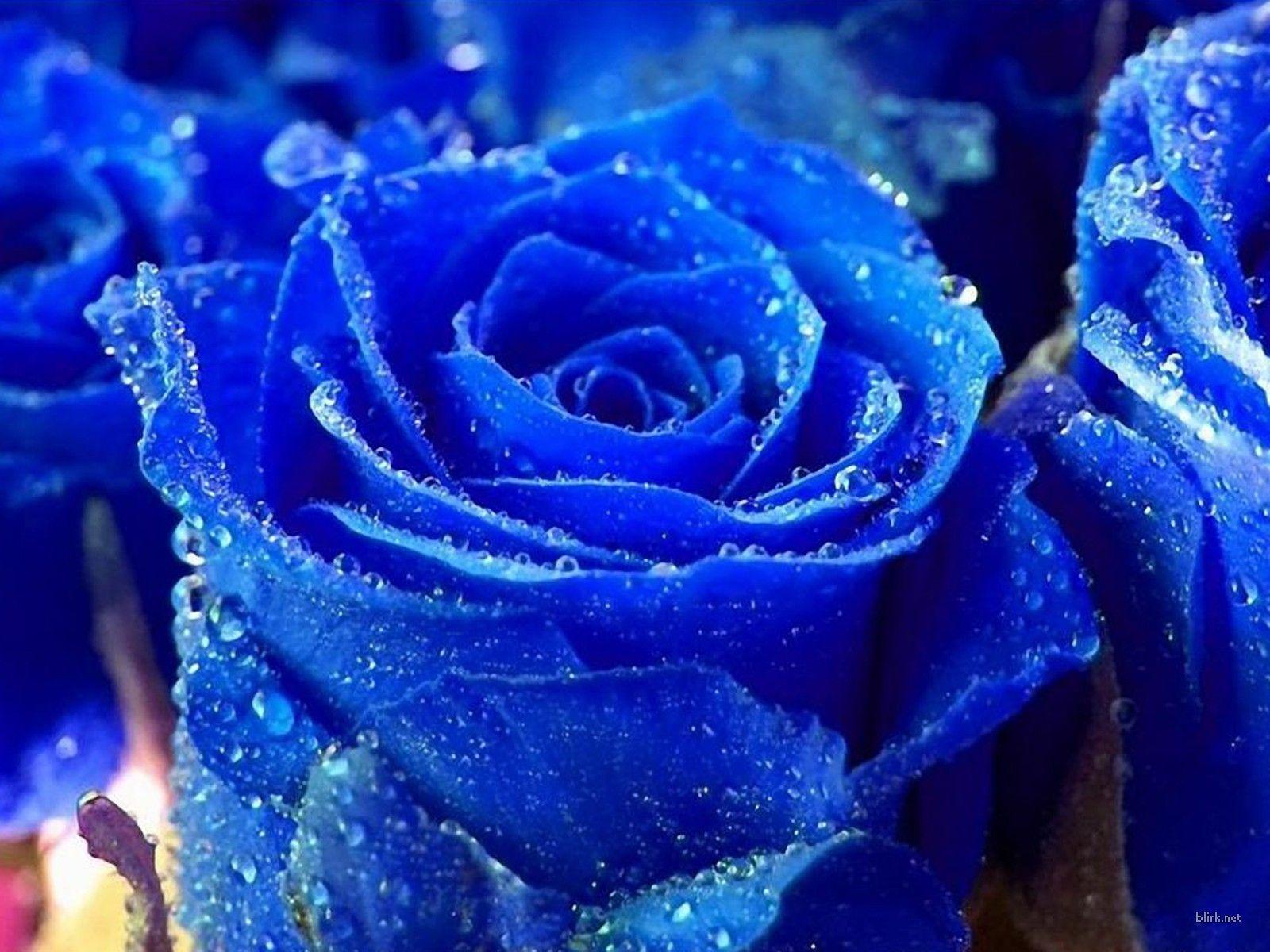 Beautiful Blue Flowers Wallpapers - Top Free Beautiful Blue Flowers  Backgrounds - WallpaperAccess